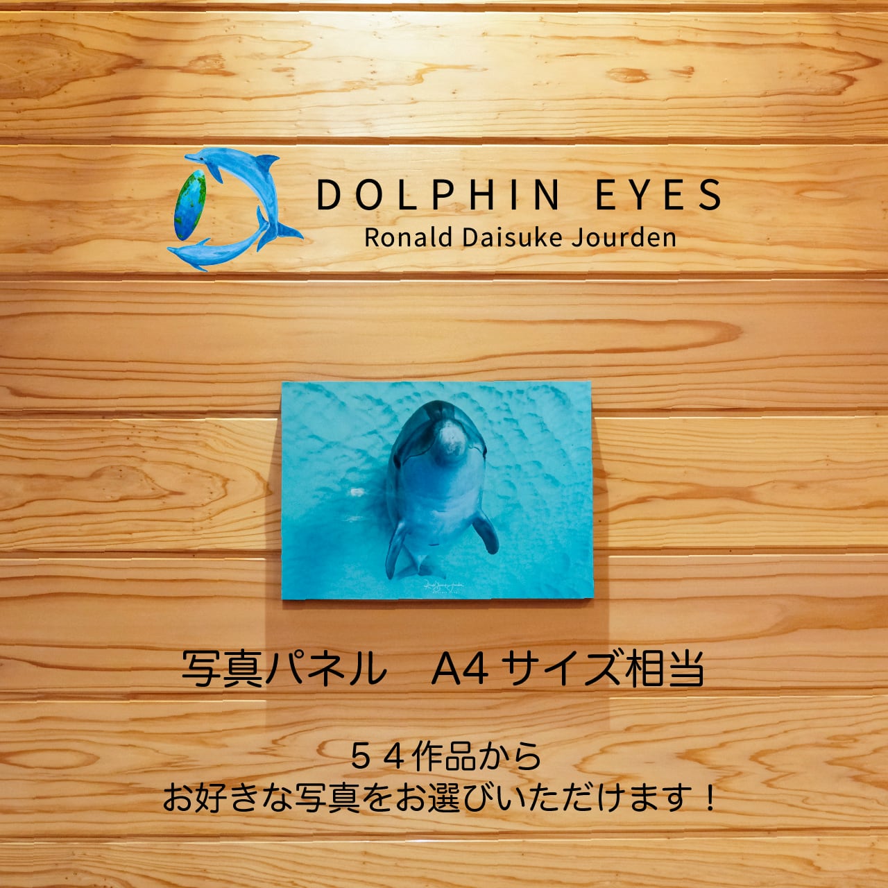 DOLPHIN EYES 写真パネル A4サイズ相当 イルカ・クジラ・ウミガメ