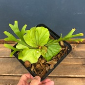 ビカクシダ　リドレイ優良実生　P.ridleyi Sebangau Kuala, Borneo【791】