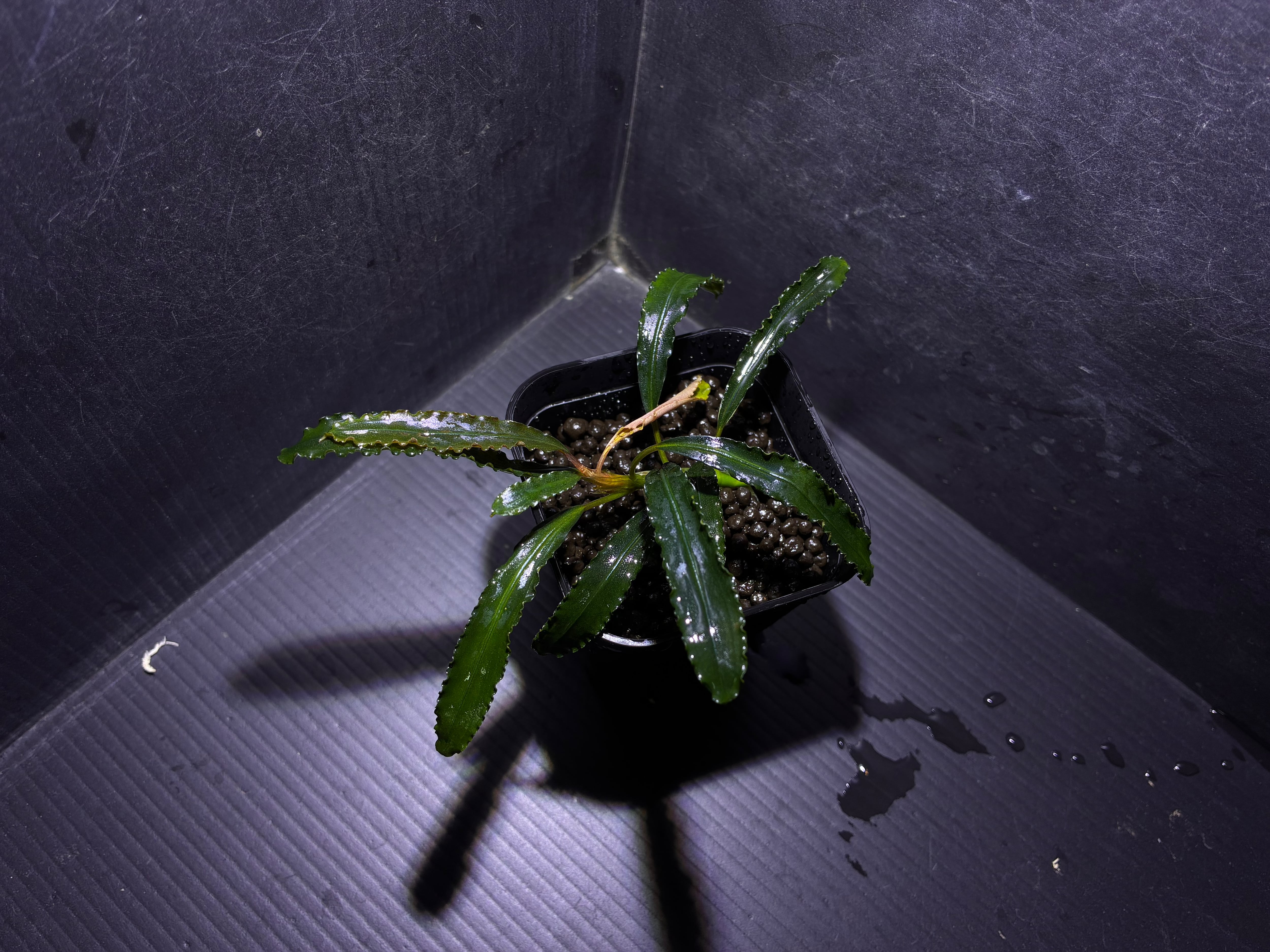 Homalomena sp. Mamasa 