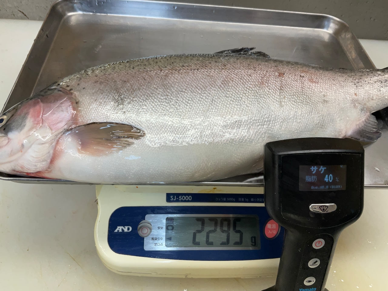 【トロ鱒】琴浦グランサーモン/ニジマス/原体2～2.5kg/半身フィレ1枚【生】