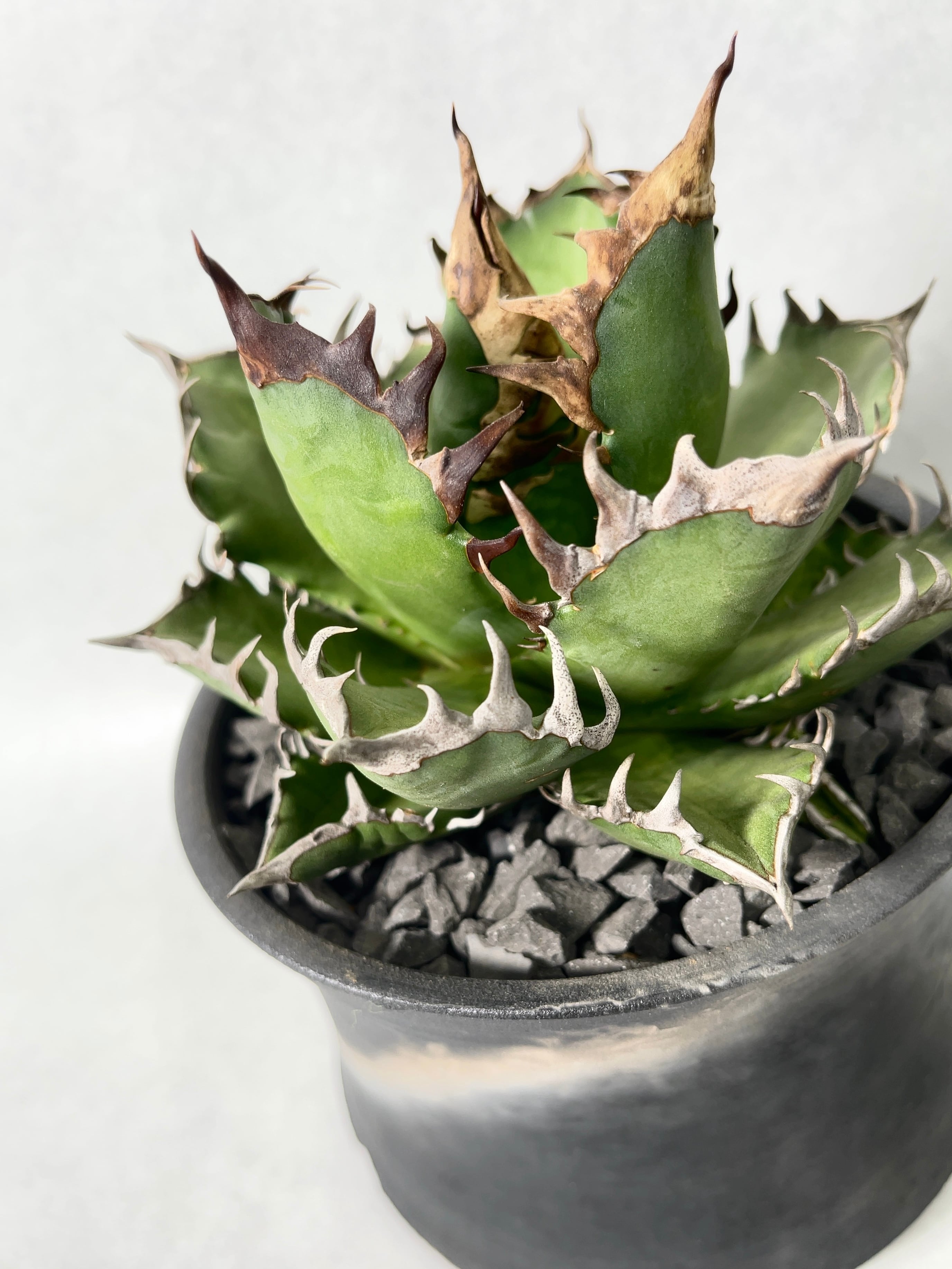 アガベ・レッドキャットウィーズル | trigger