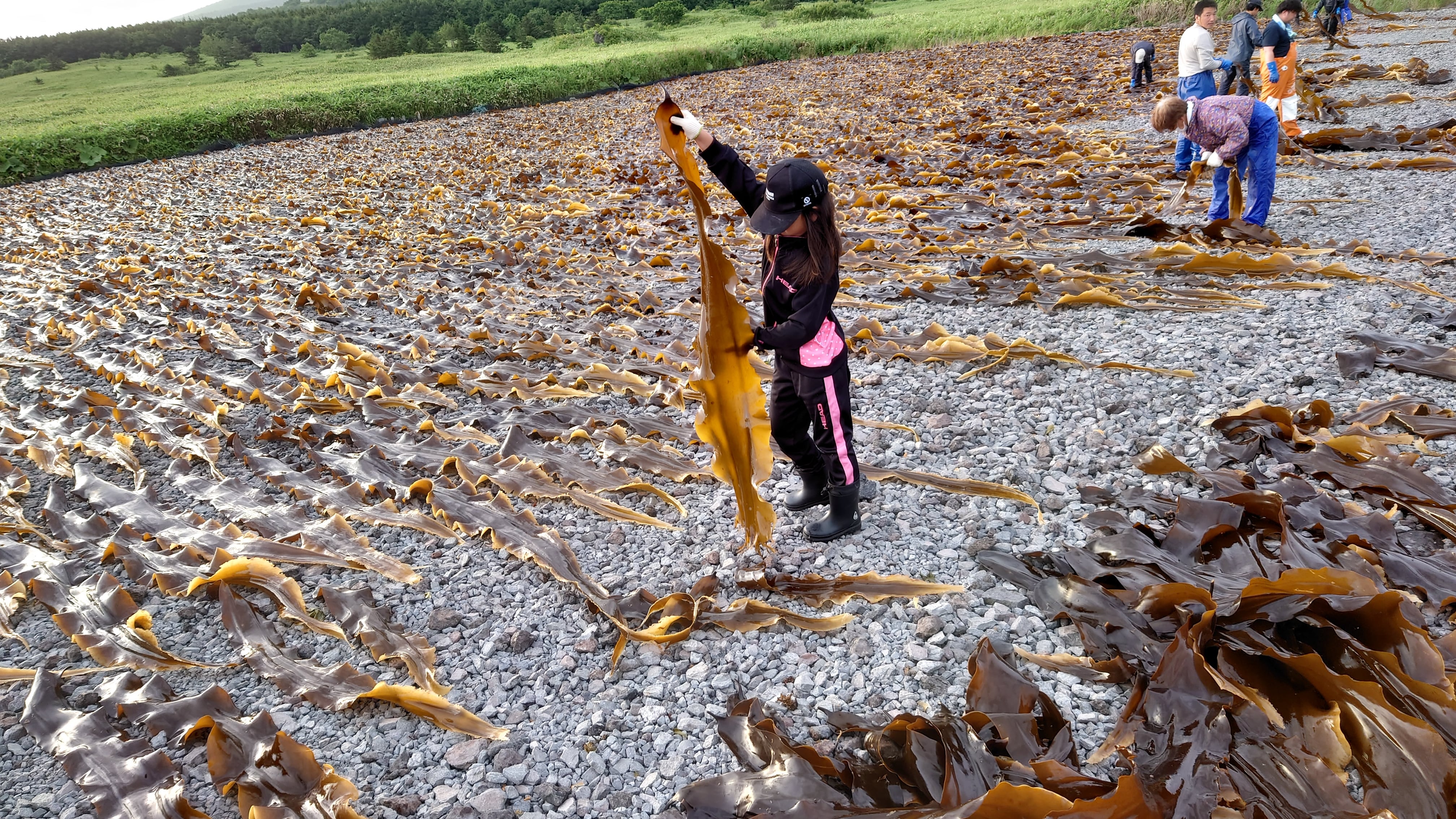 熟成利尻昆布昆布 300g （6枚程度） 化粧箱入り | えびな水産