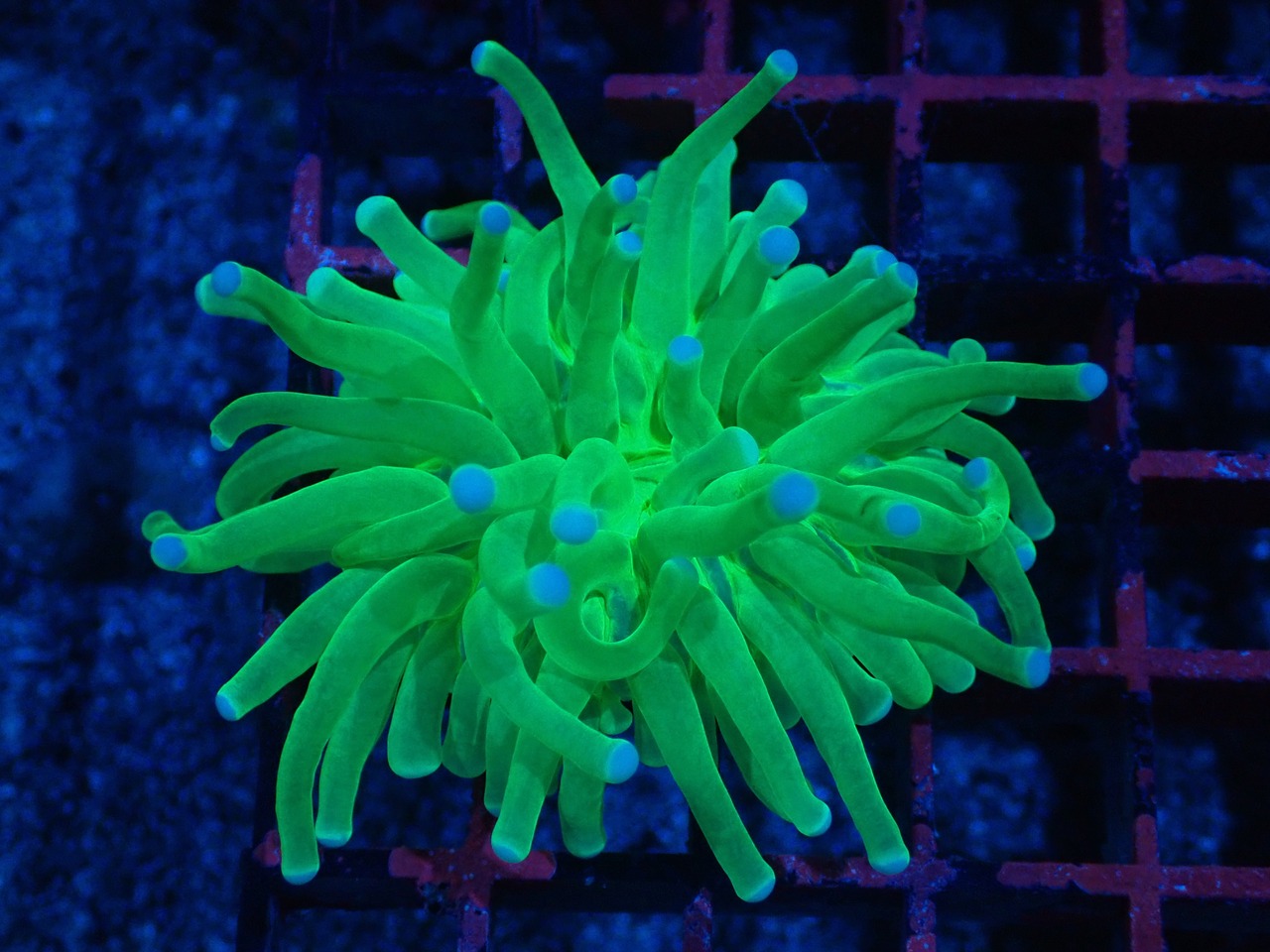 Heliofungia ToxicGreen