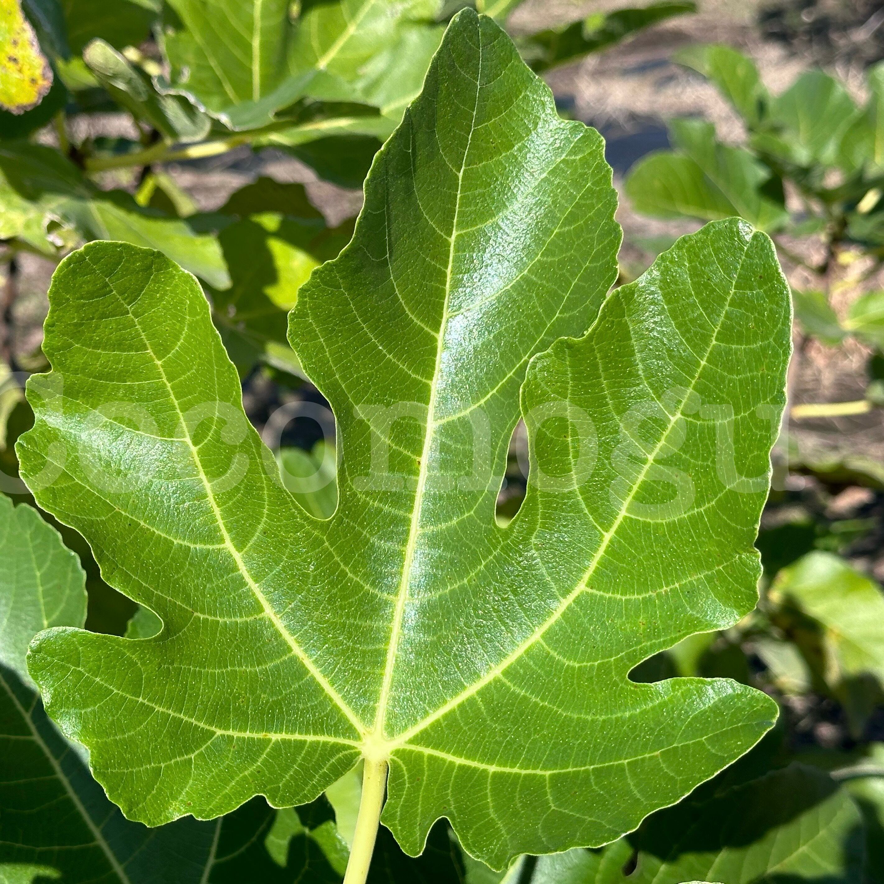 予約4】Black Madeira 小ぶり苗 5号鉢苗木 | ここもぐフルーツファーム