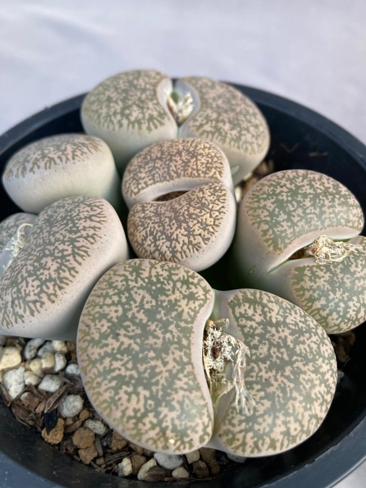 多肉植物・リトープス | 日本ライン花木センター