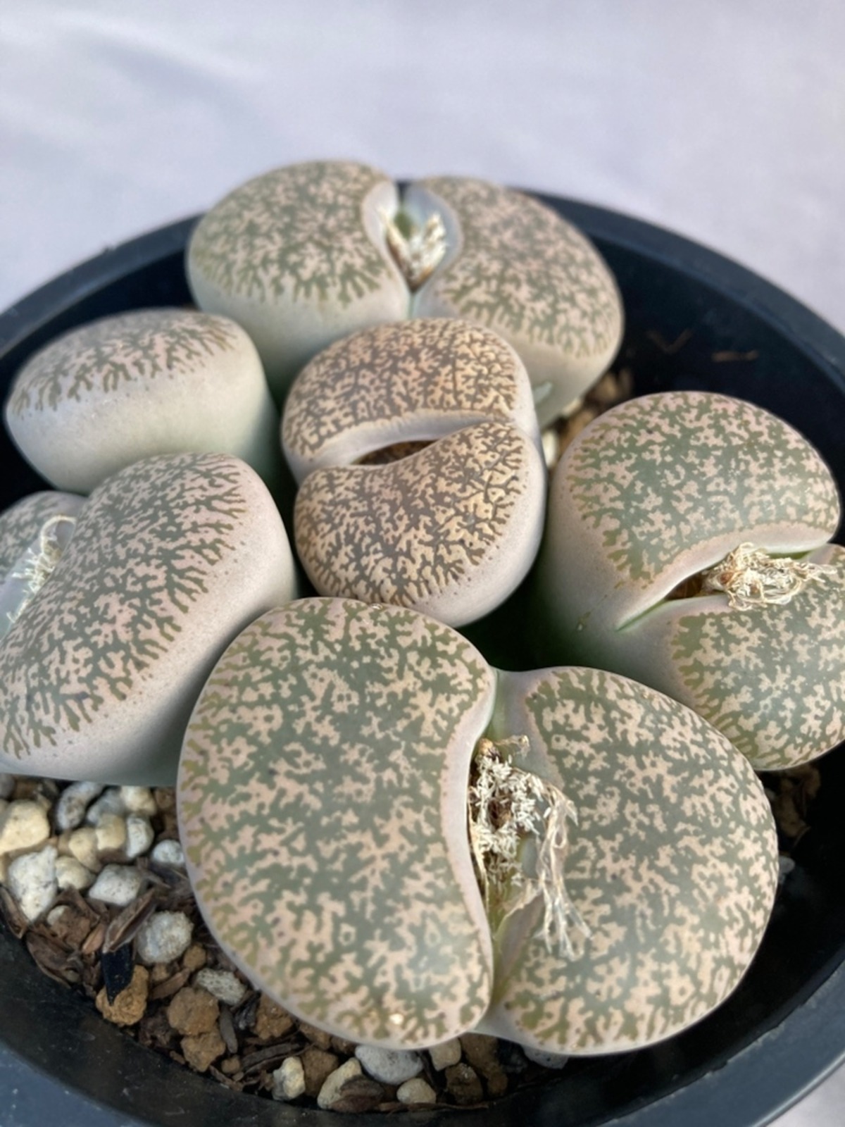 多肉植物・リトープス | 日本ライン花木センター