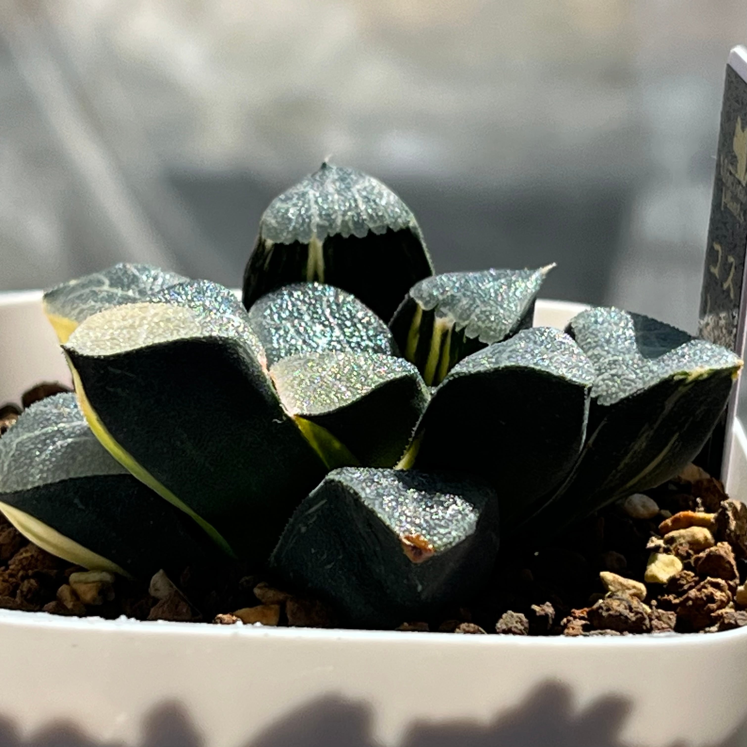 ハオルチア スーパーコレクタ錦 | mocono_plants