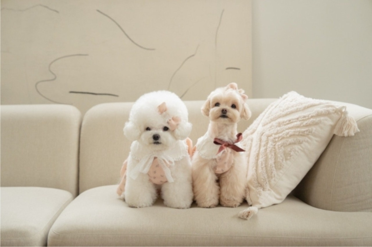 予約  【pecoramou select】Vintage Rose Dress （Brown Ribbon）