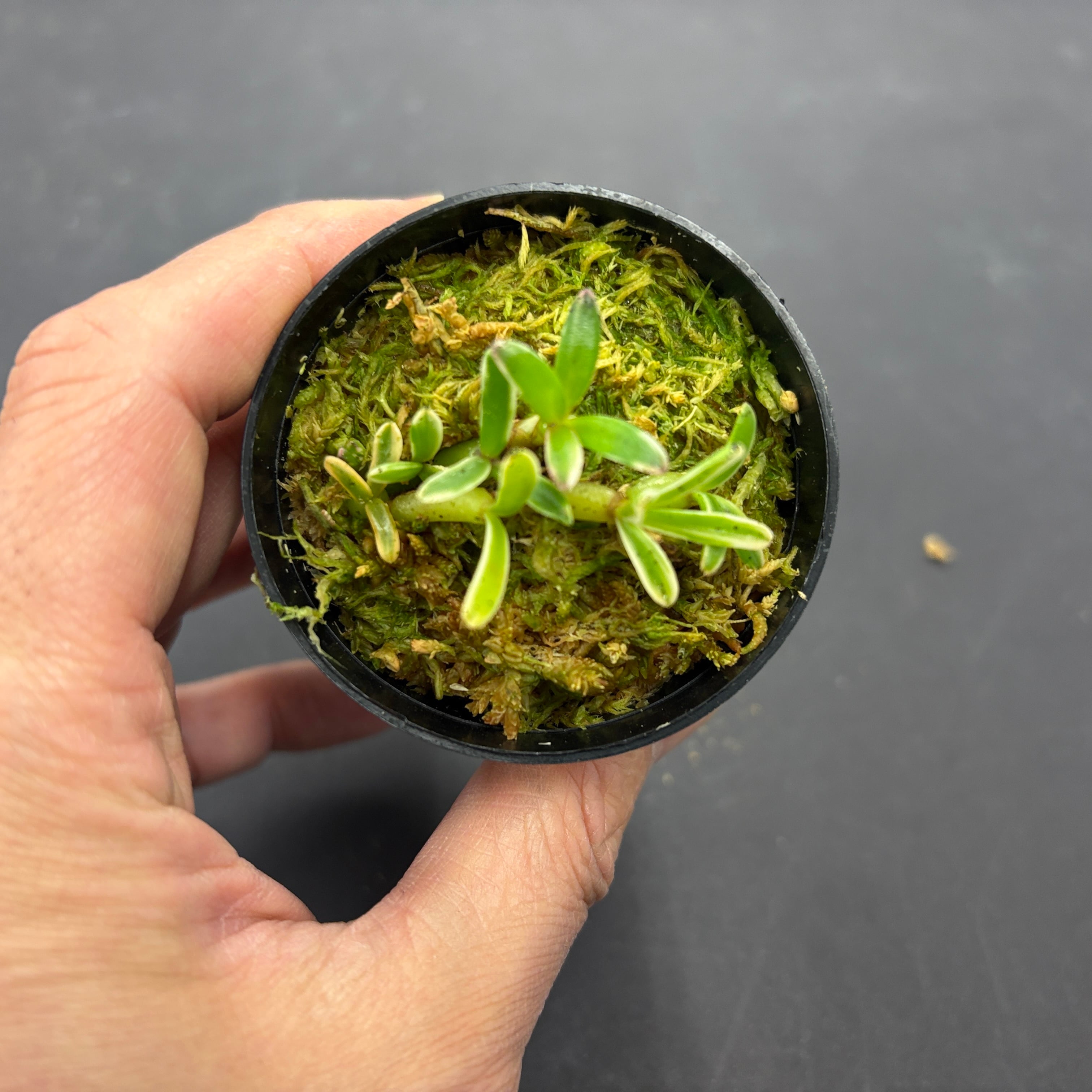 斑入り】メディオカルカ デコラタム Mediocalcar decoratum【着生ラン