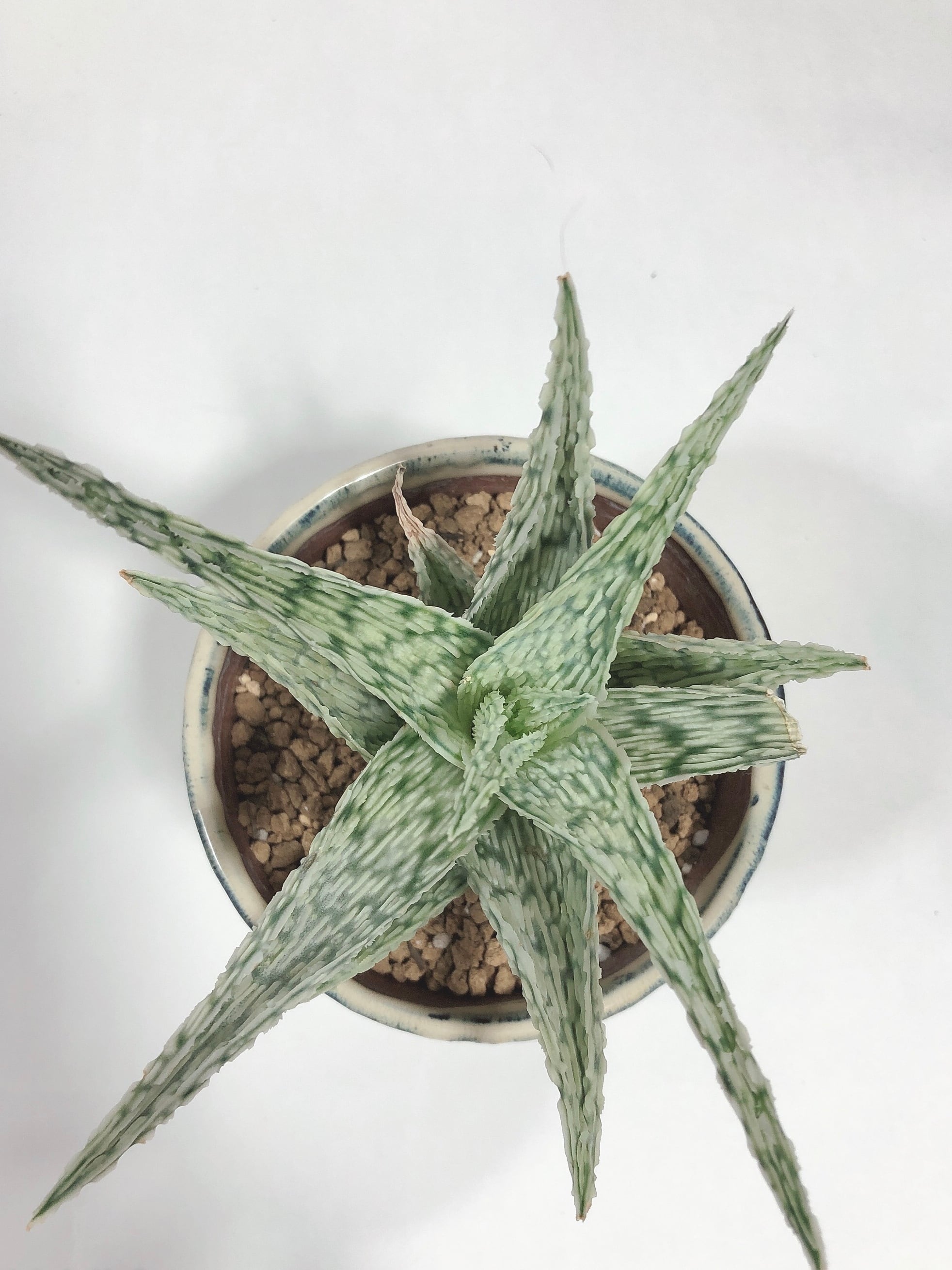 Aloe rauhii アロエ ラウヒー 交配種 多肉植物 | plants MARU