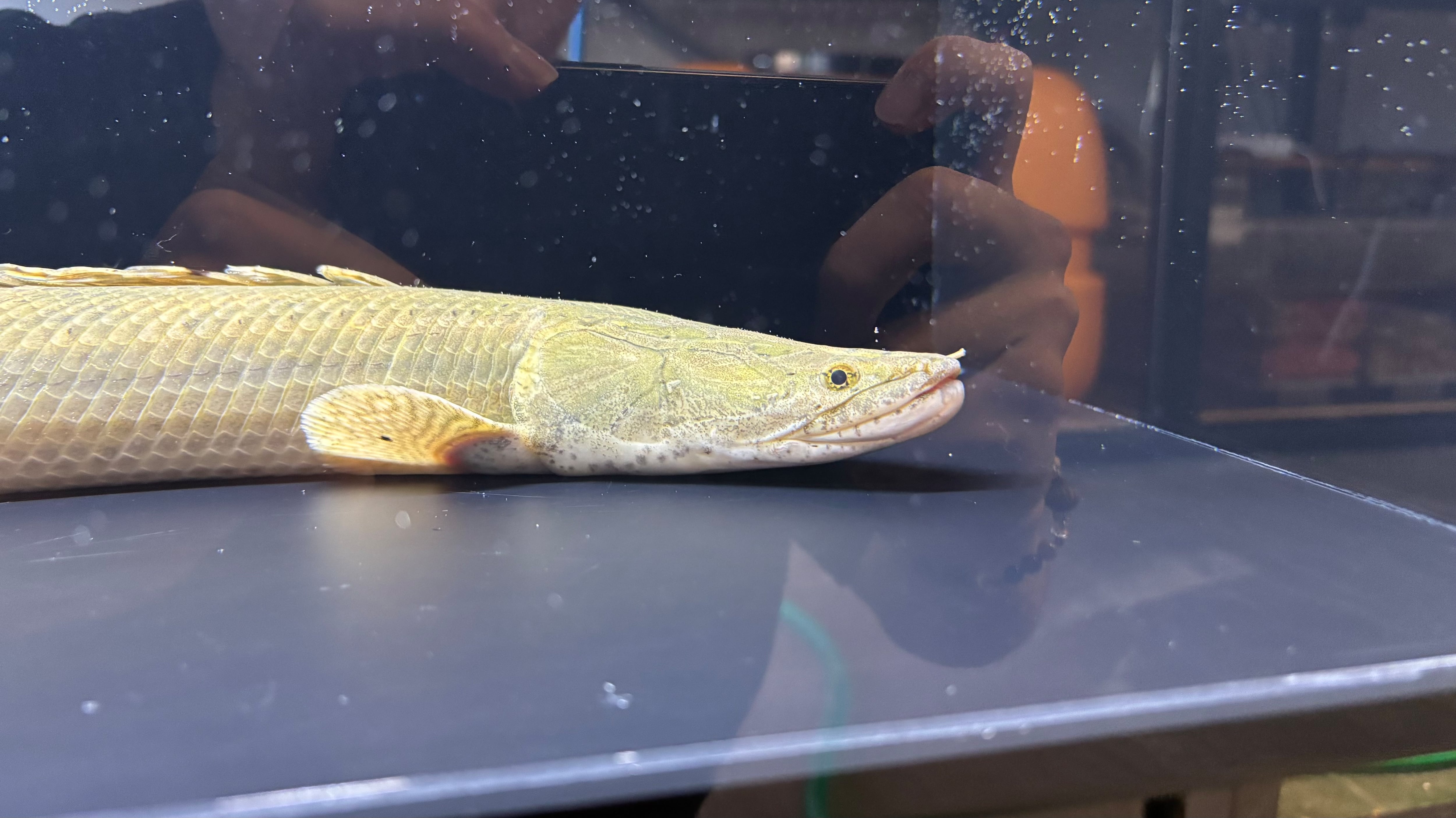 ビキールビキール | アフリカ熱帯魚専門店わいるどもん