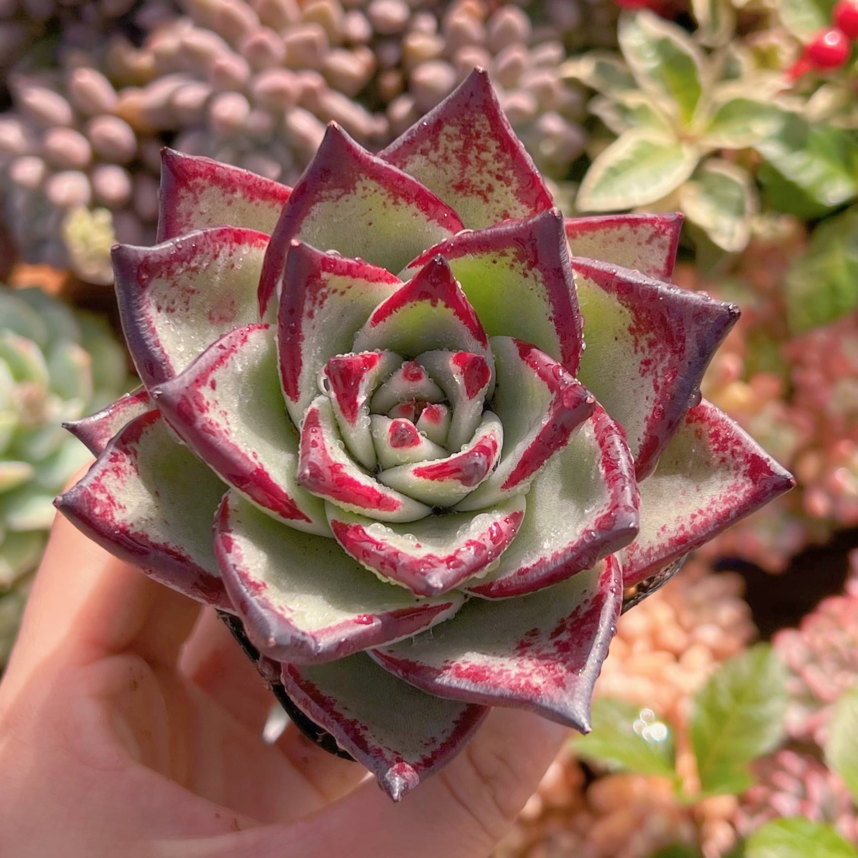 多肉植物　優選エボニー　新入荷　るる農園