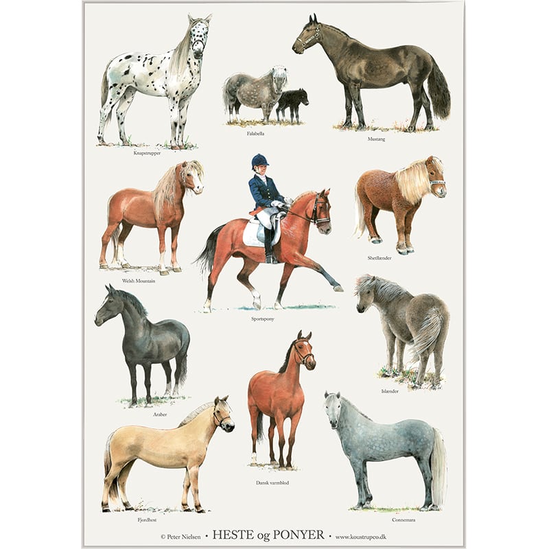 非売品ポスターワノ国全種類 KOUSTRUP&CO. アートポスター A4 サイズ - Horses & Ponies 馬と