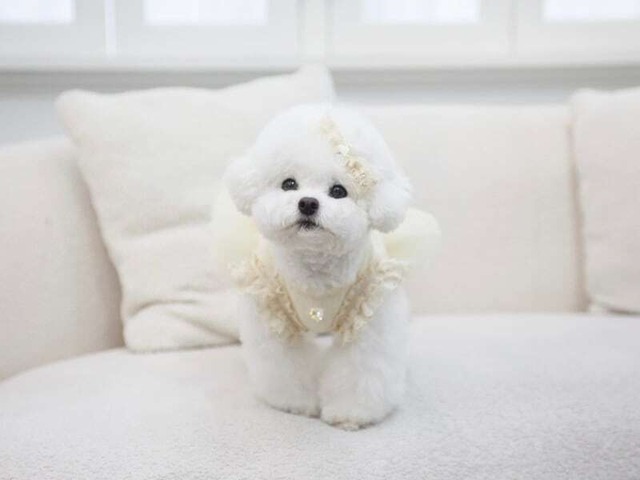 予約【cocochien】シエラチュチュ