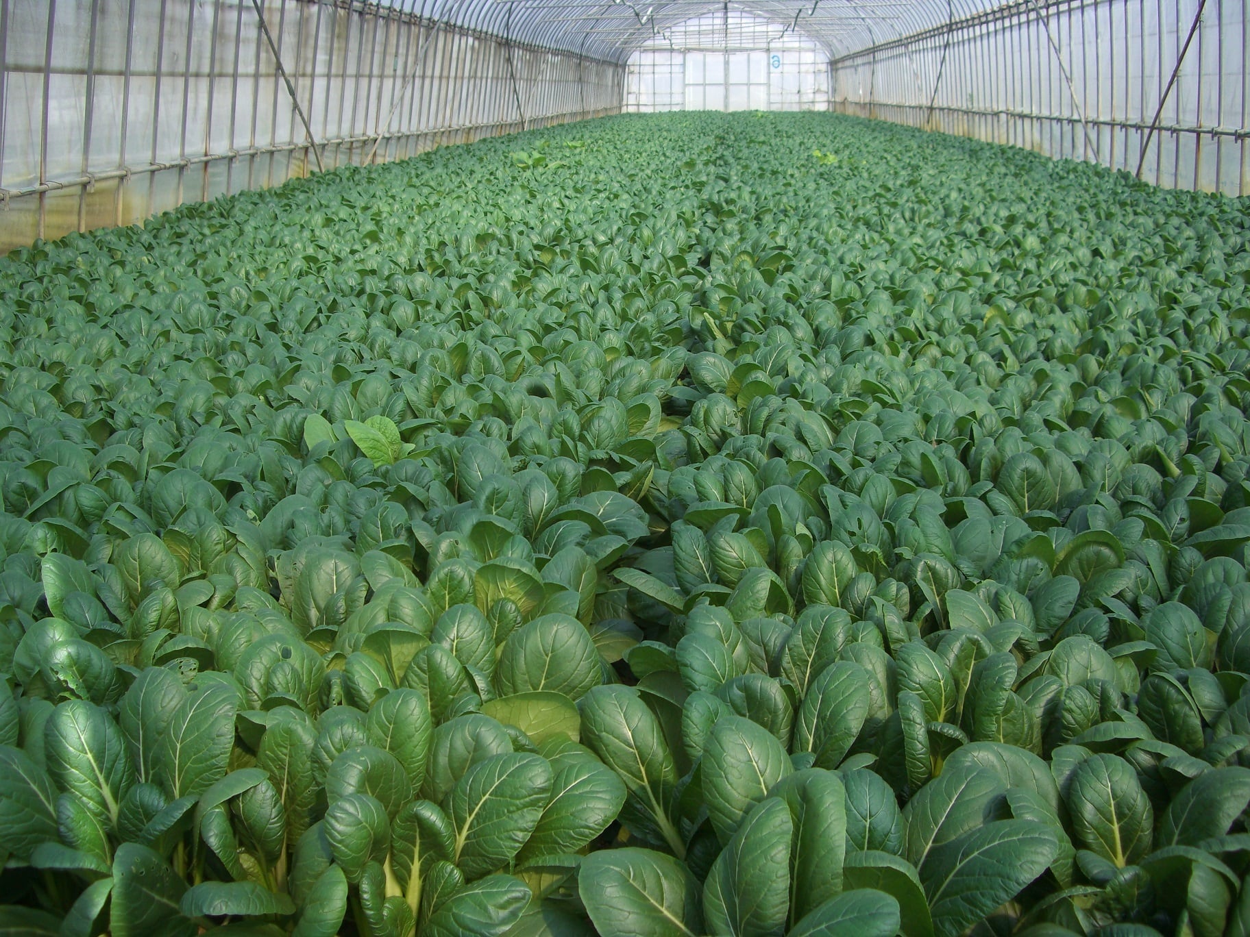 竹パウダー：発酵熟成竹：土壌改良材・家庭菜園：50ℓ | 竹の粉