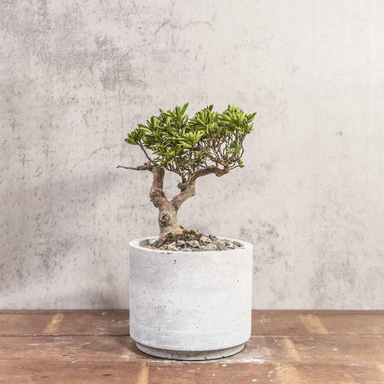 ツゲ｜自然な曲線美と柔らかな緑を楽しむモダン盆栽【手作りモルタル鉢】