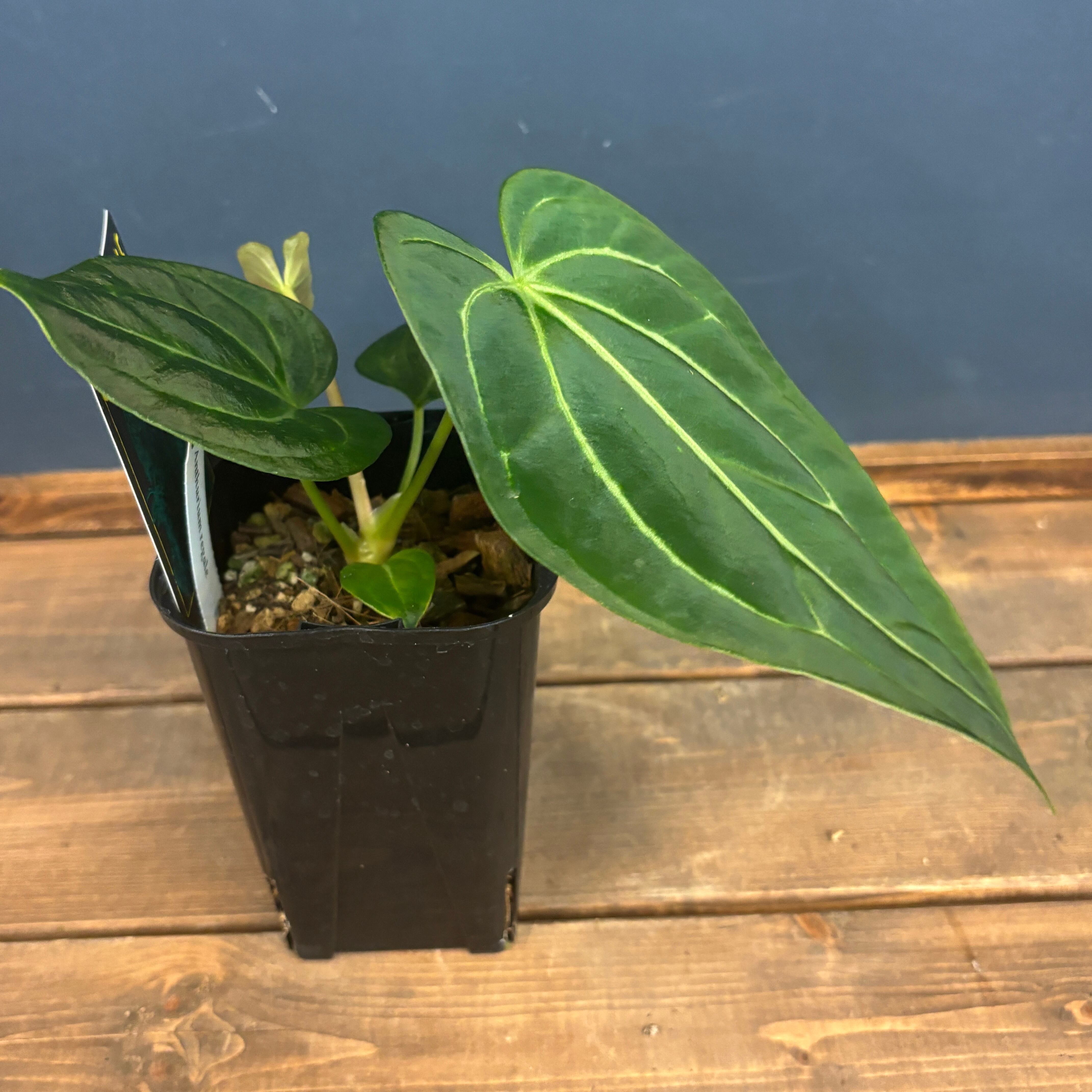 特大葉❗️超絶希少❗️アンスリウムレガレダークフォーム 新芽付