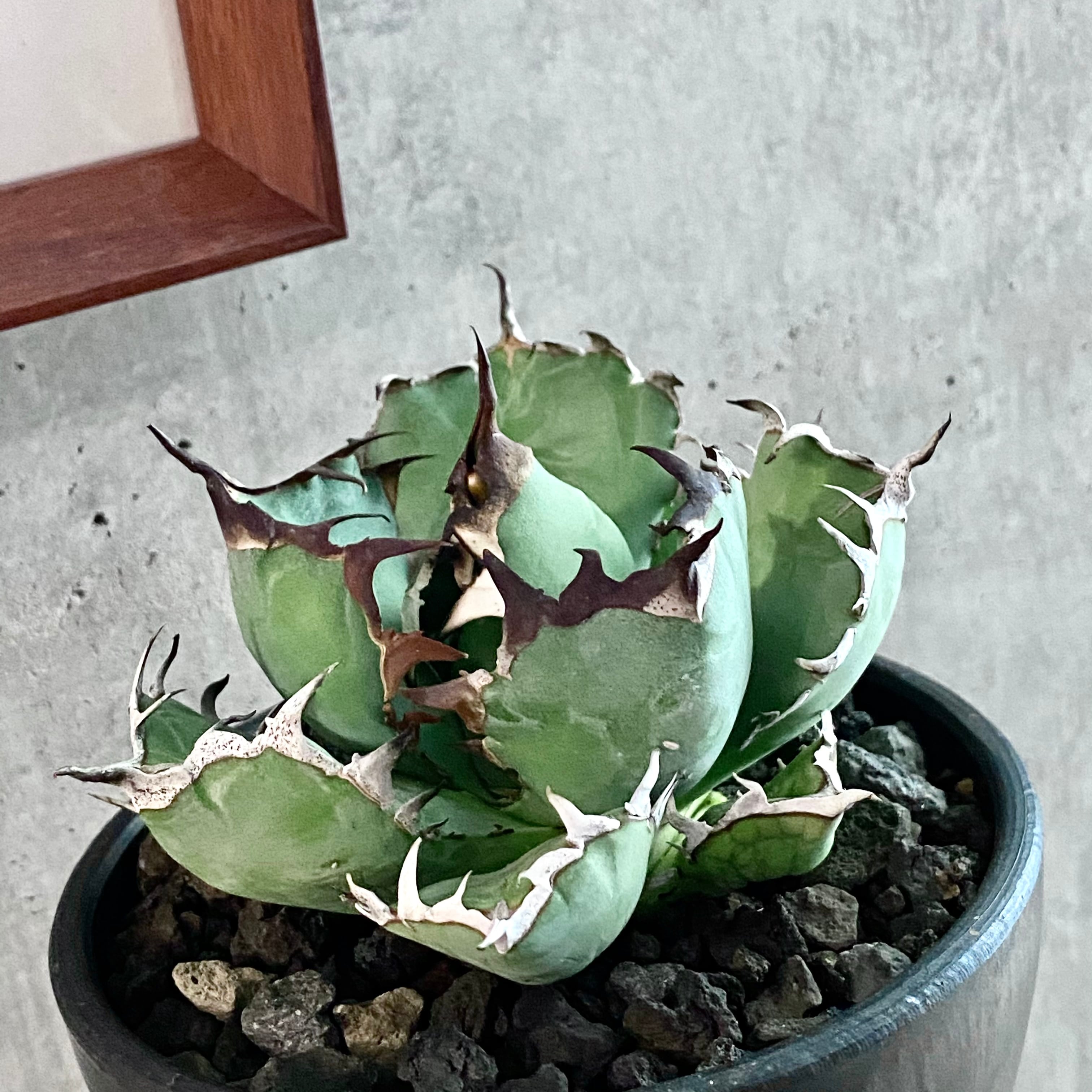 agave titanota black whale /アガベ チタノタ 黒鯨【観葉植物】【多肉 ...