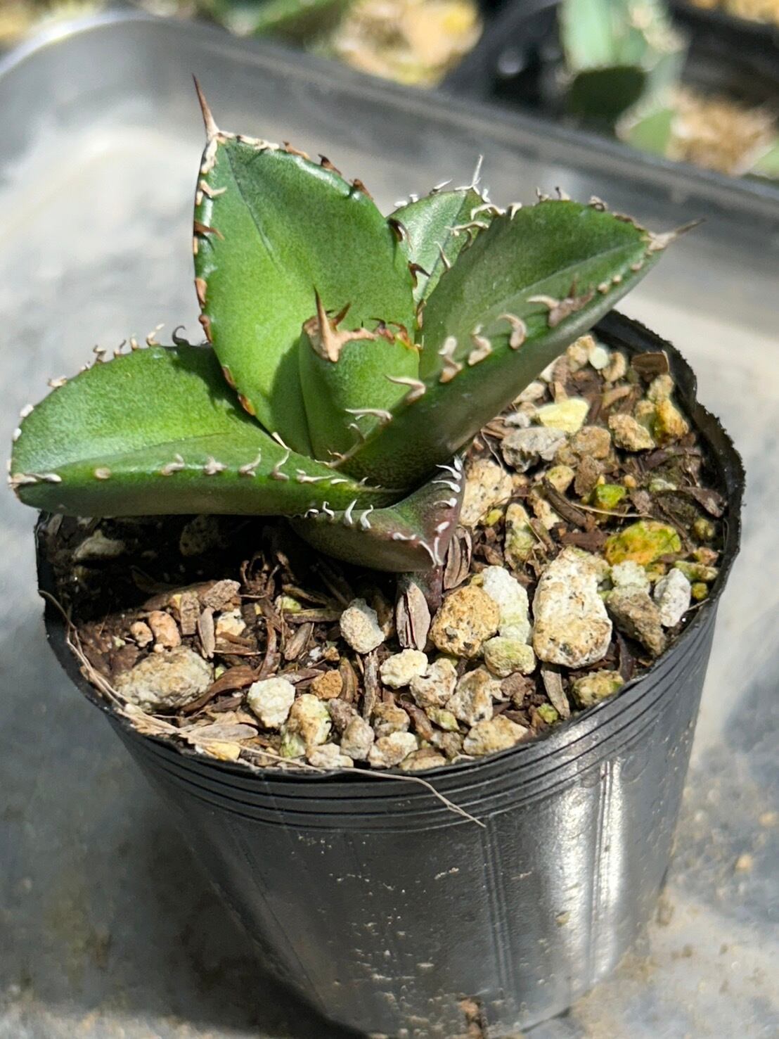 【 63 】oteroi seedling ②