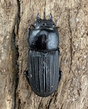 【WF3】《ミントオオクワ(ドルクスミント) 25.5mm ペア》