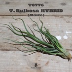【送料無料】ブルボーサ ハイブリッド〔エアプランツ〕現品発送T0776