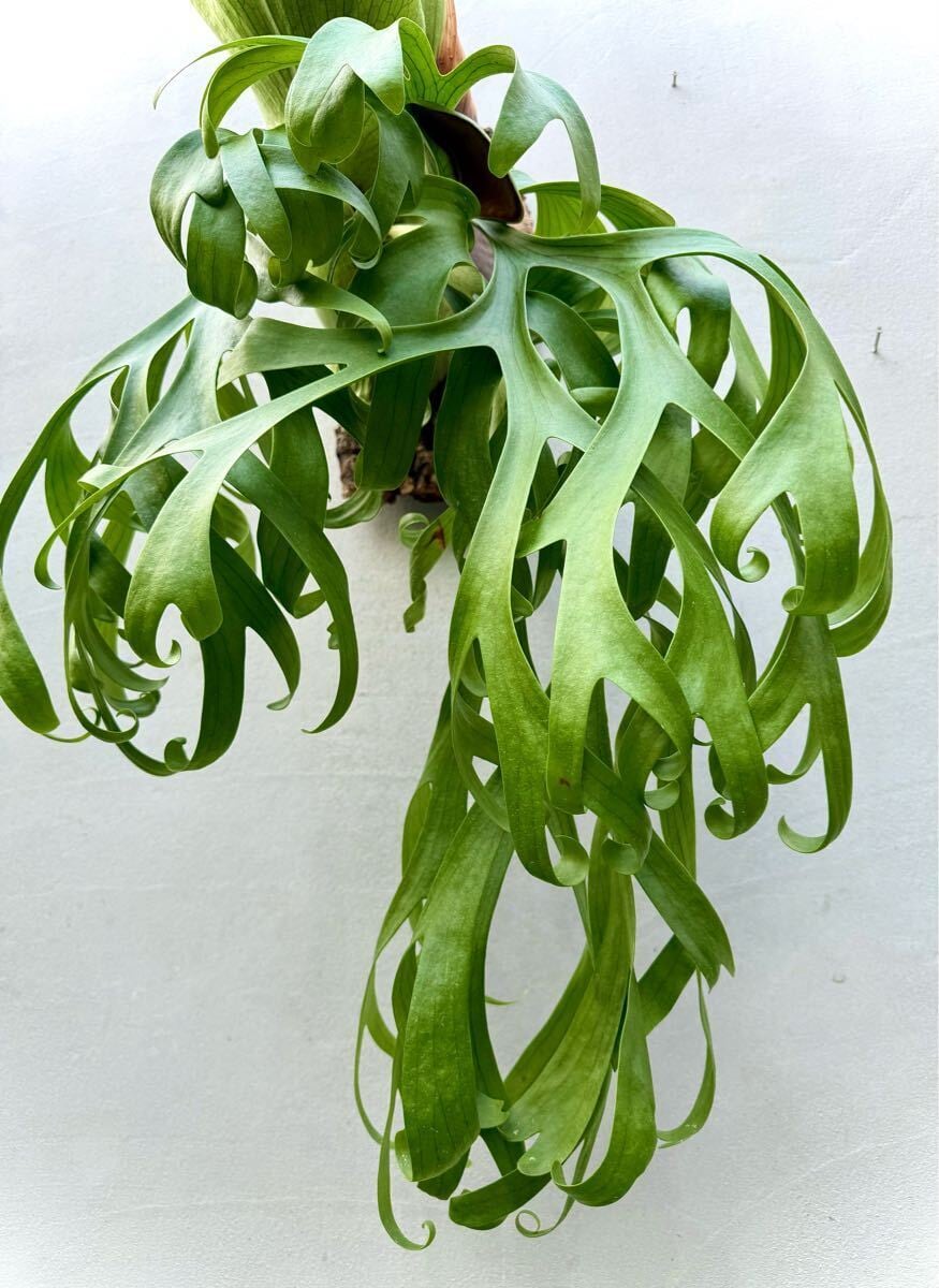 【希少・新芽展開中】P. coronarium 'Lesasha' レサシャ 3 観葉植物 【希少・新芽展開中】P. coronarium 'Lesasha' レサシャ 3
