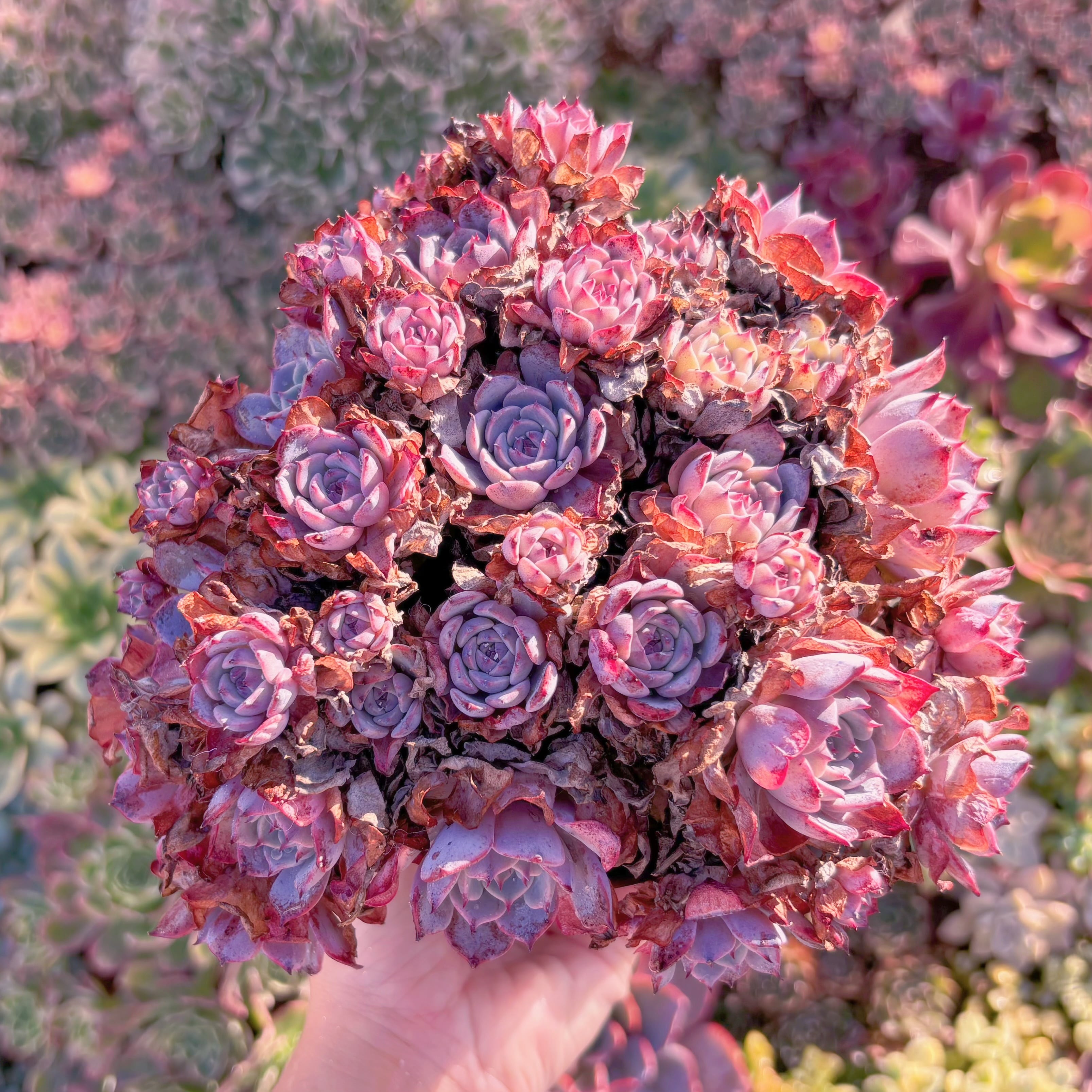 現品　ラウルンシス#M077　大群生　新入荷　るる農園