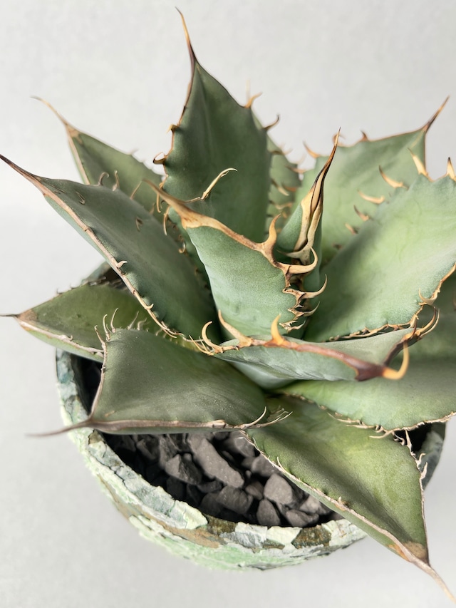 アガベ・オアハカオテロイ