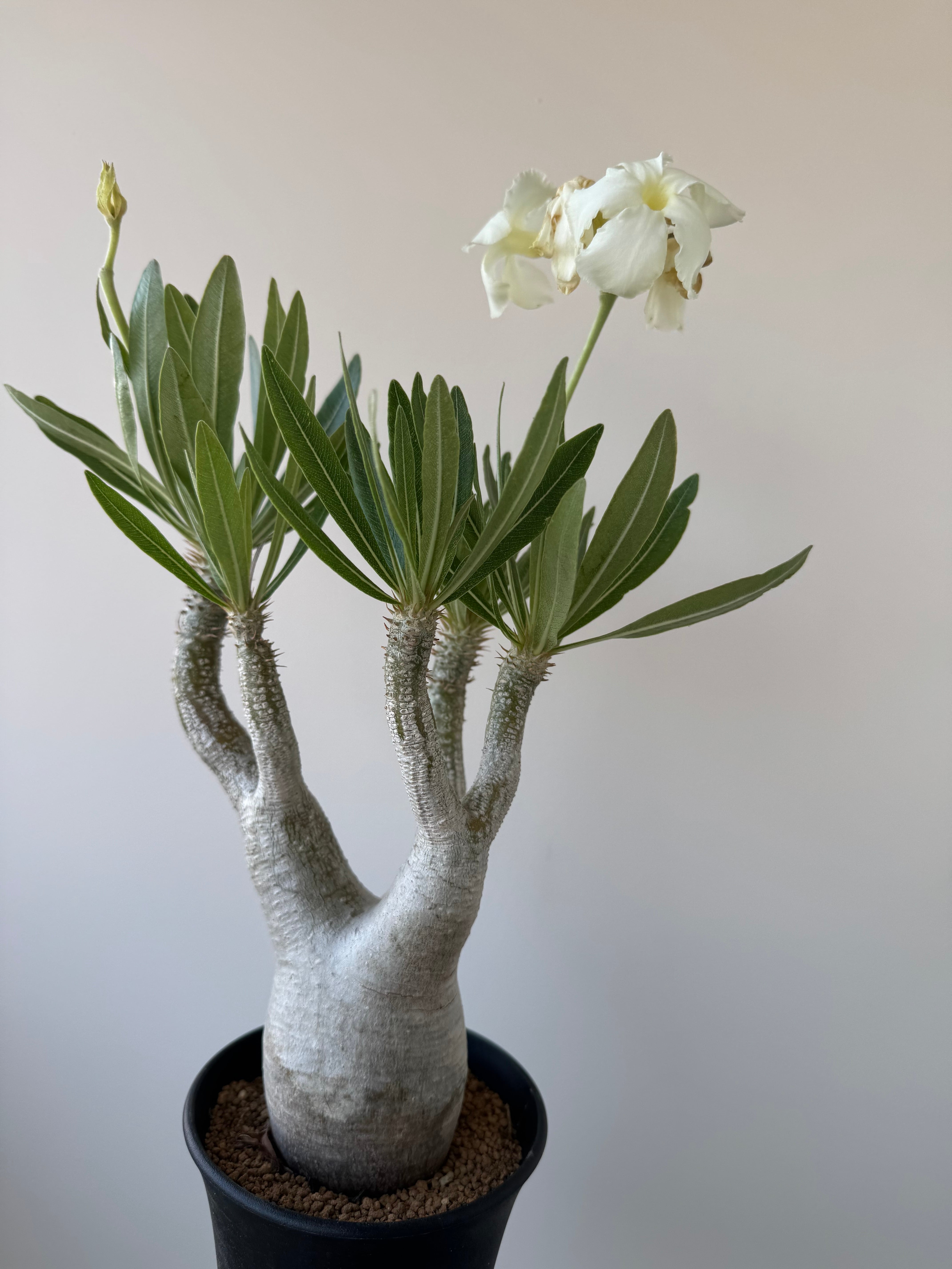 極上品】Pachypodium rosulatum var. inopinatum【白花咲かせる美しい