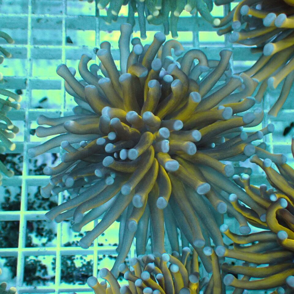 ハナサンゴ / Torch | HOUSE REEF(ハウスリーフ)サンゴ・海水魚・海藻