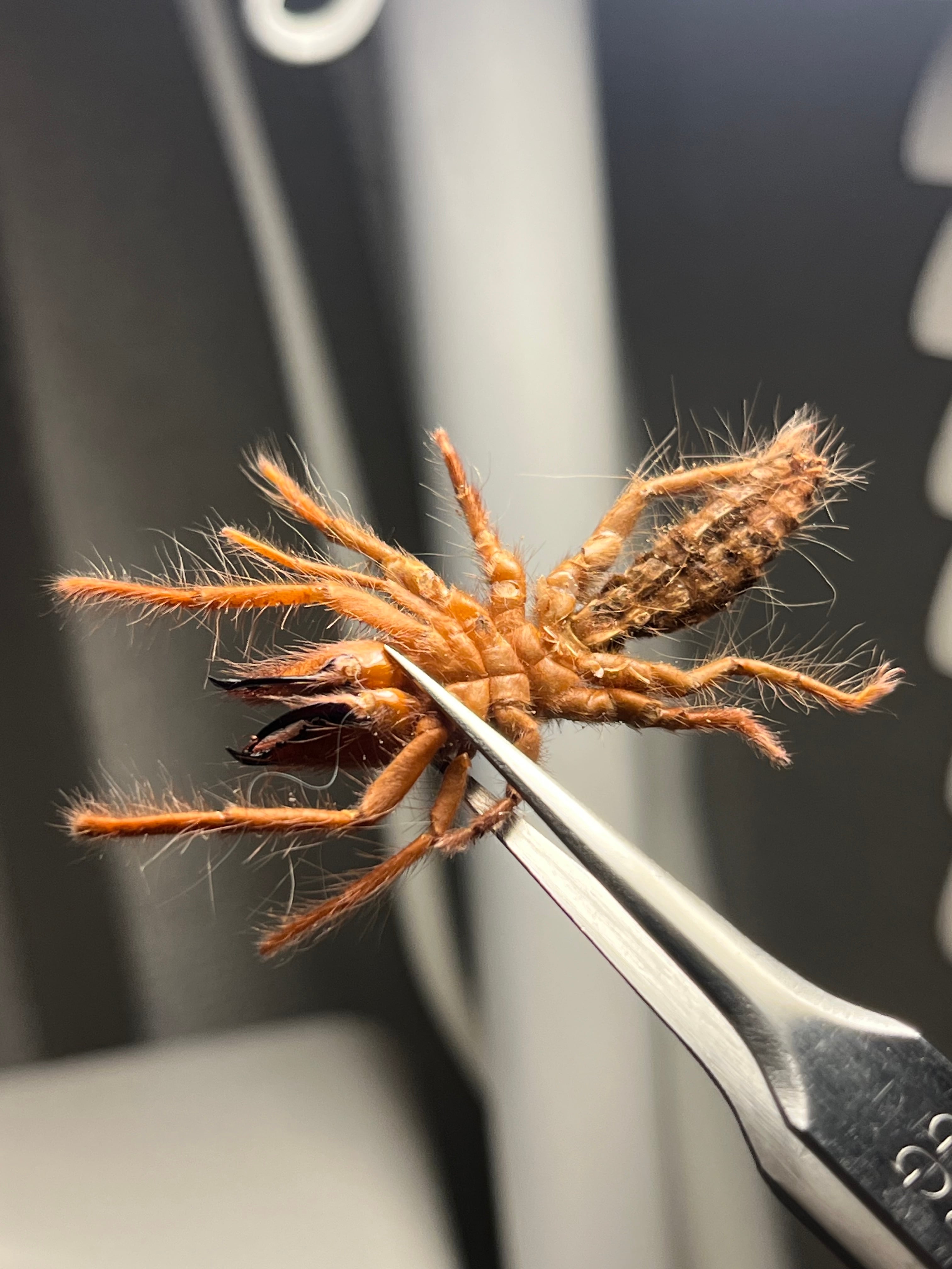 リトル2】ブラッドレッドヒヨケムシ Dinorhaxウデムシ 奇蟲標本 標本