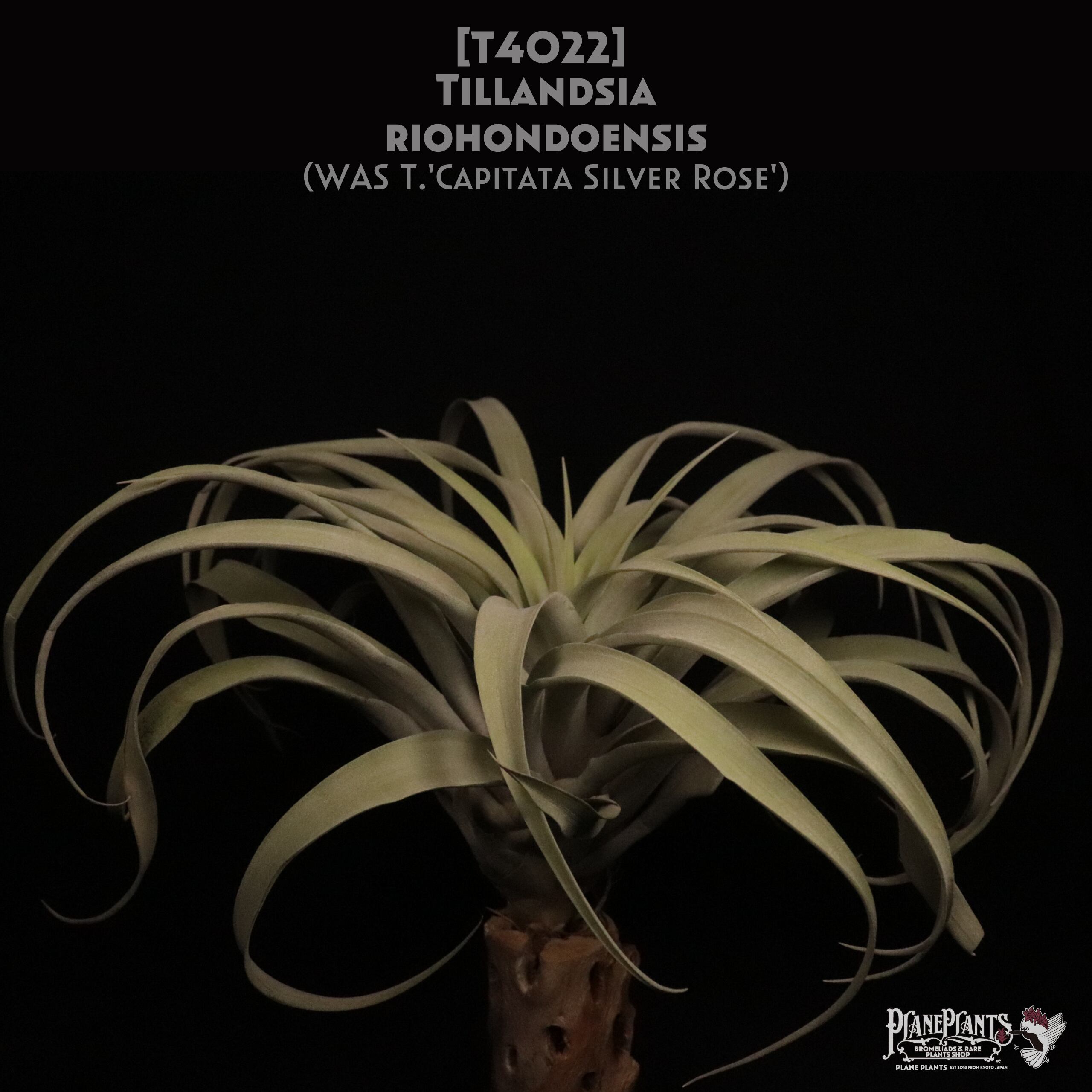 【送料無料】riohondoensis (capitata 'Silver Rose')〔エアプランツ〕現品発送T4022