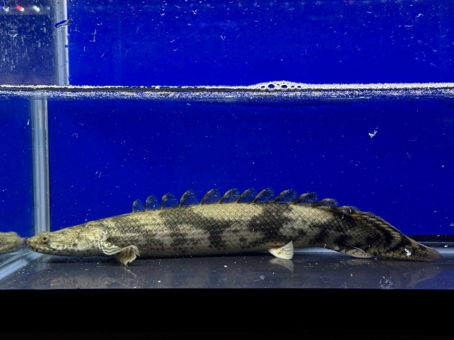 エンドリケリー | アクアショップ ビリーケン オンラインストア