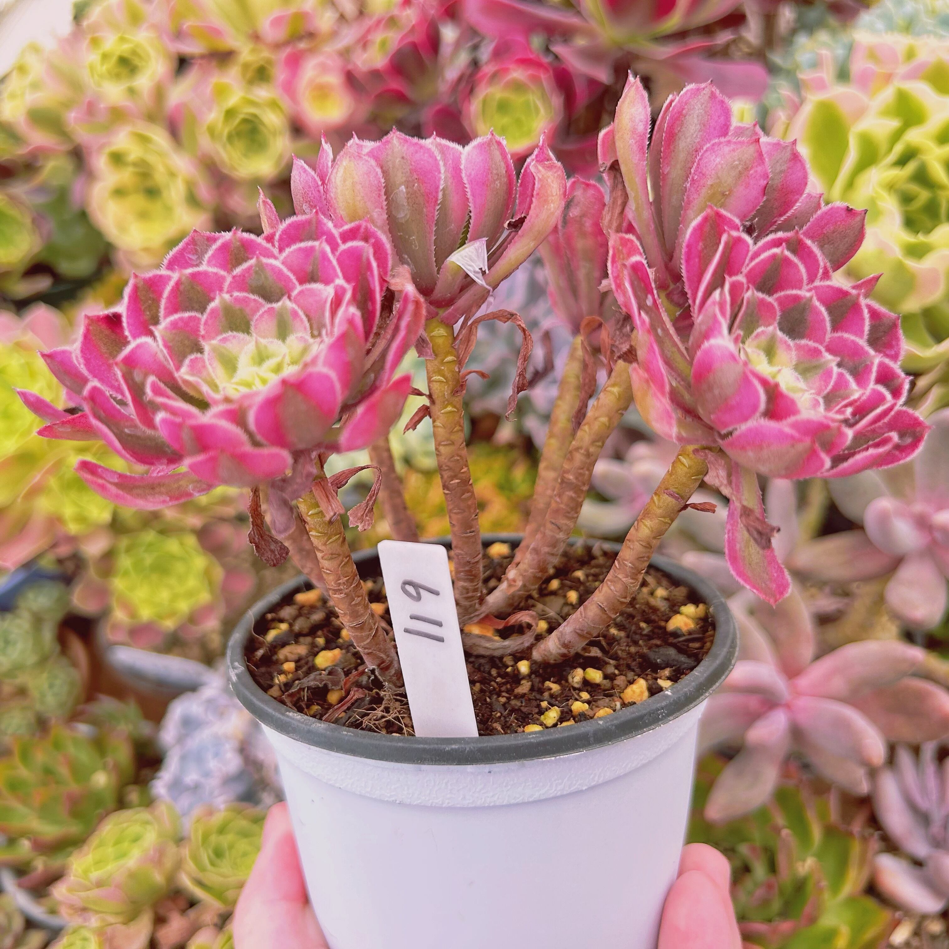 611現物 多肉植物 Aeonium ブラックチェリー 特大 抜き苗 | るる農園