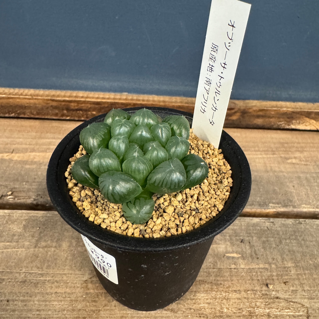 ハオルチア オブツーサ トゥルンカータ【80】