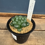 ハオルチア オブツーサ トゥルンカータ【80】