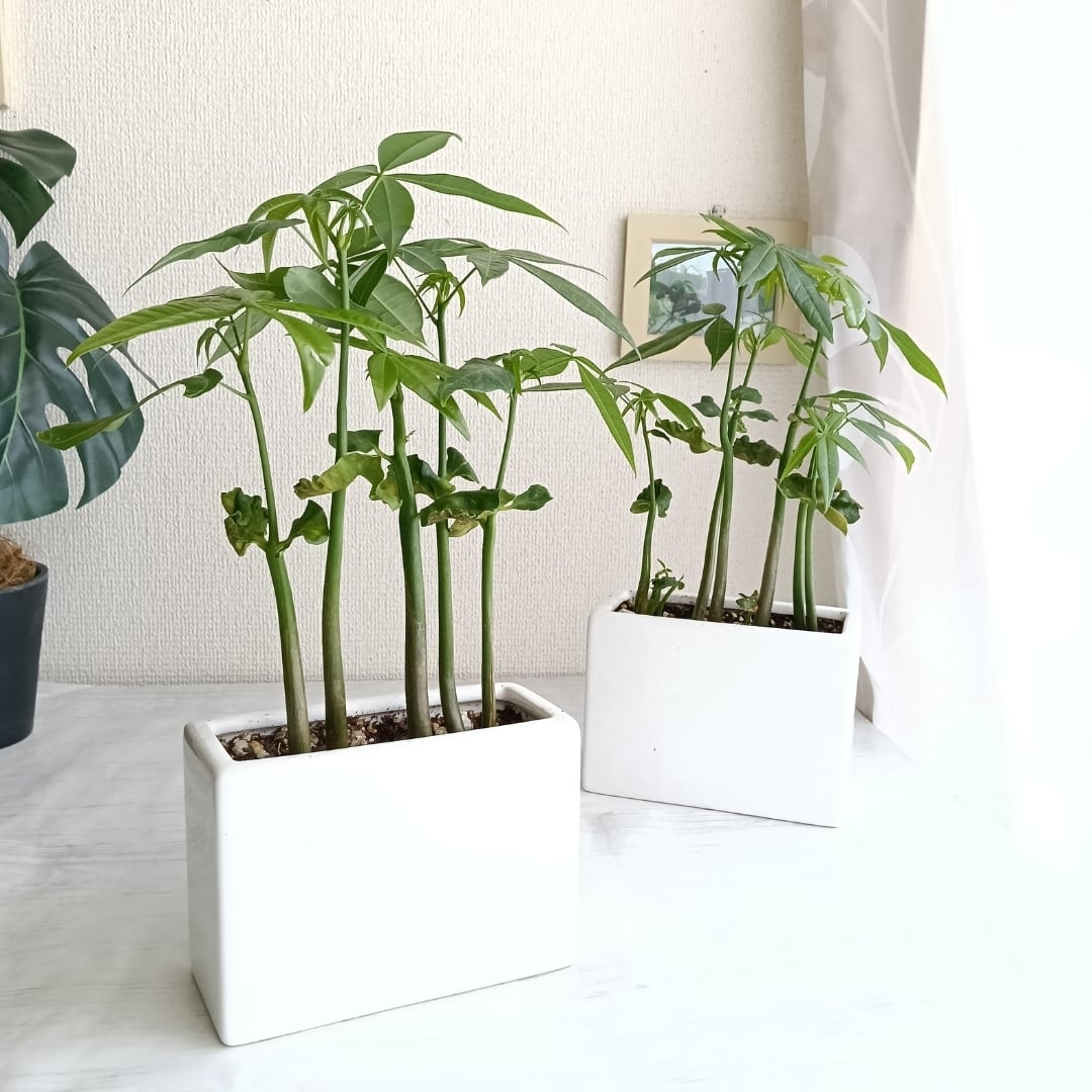 実生パキラ まとめて6株入り 陶器鉢付き おしゃれ観葉植物