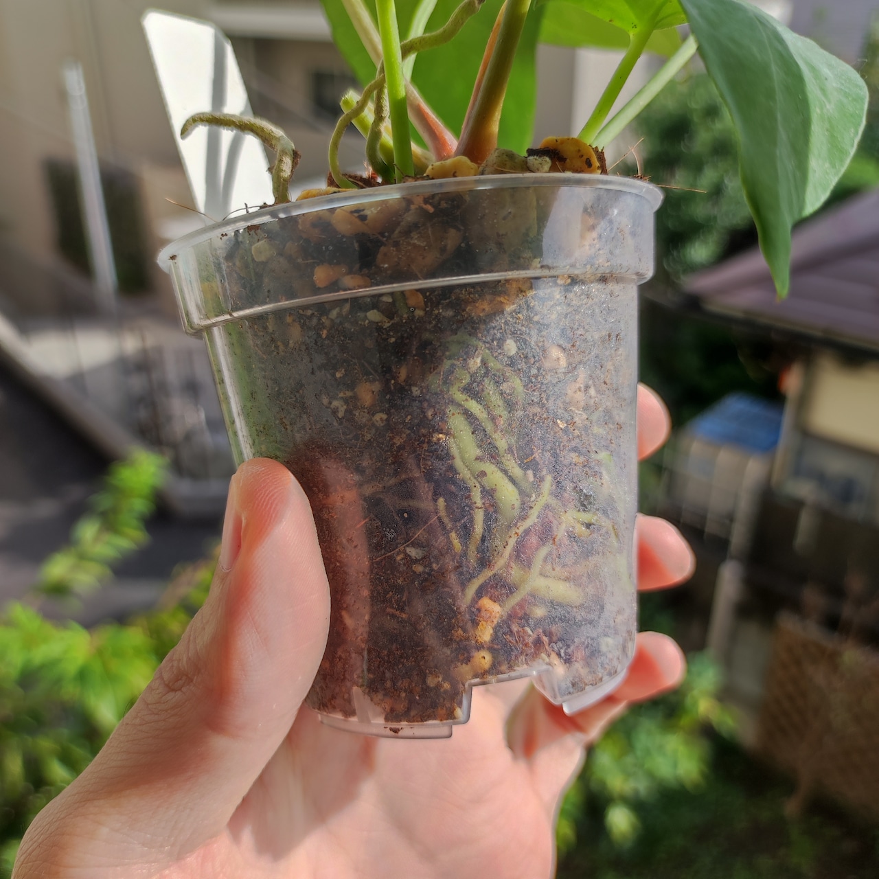 Anthurium King of spades × Papillilaminum(FS) / アンスリウム・キングオブスペード×パピリラミナム