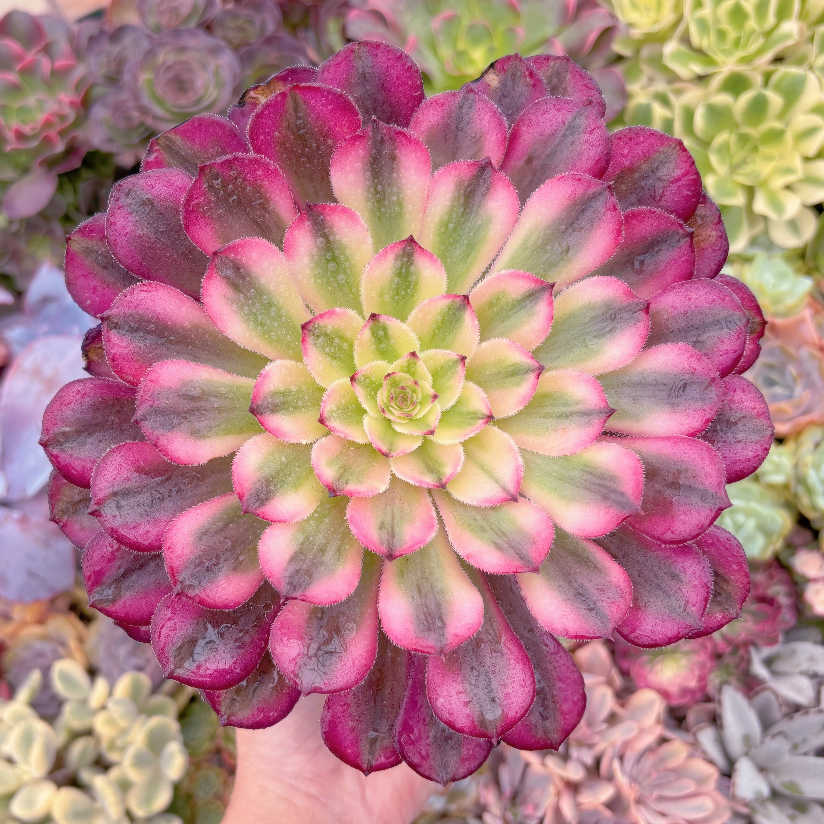 現品　白月光#3015　大群生　るる農園