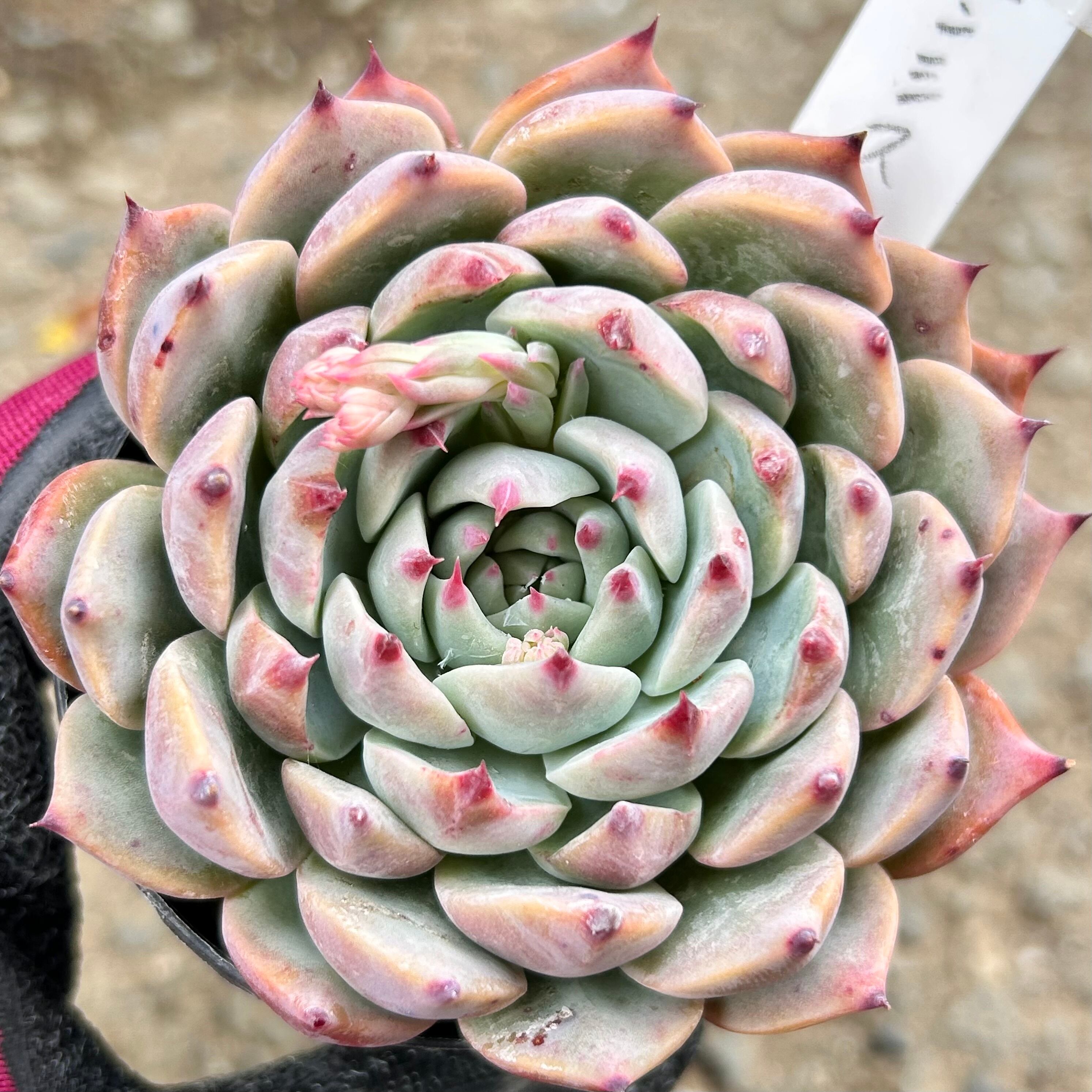 姫秋麗 | RuPo 多肉植物専門店