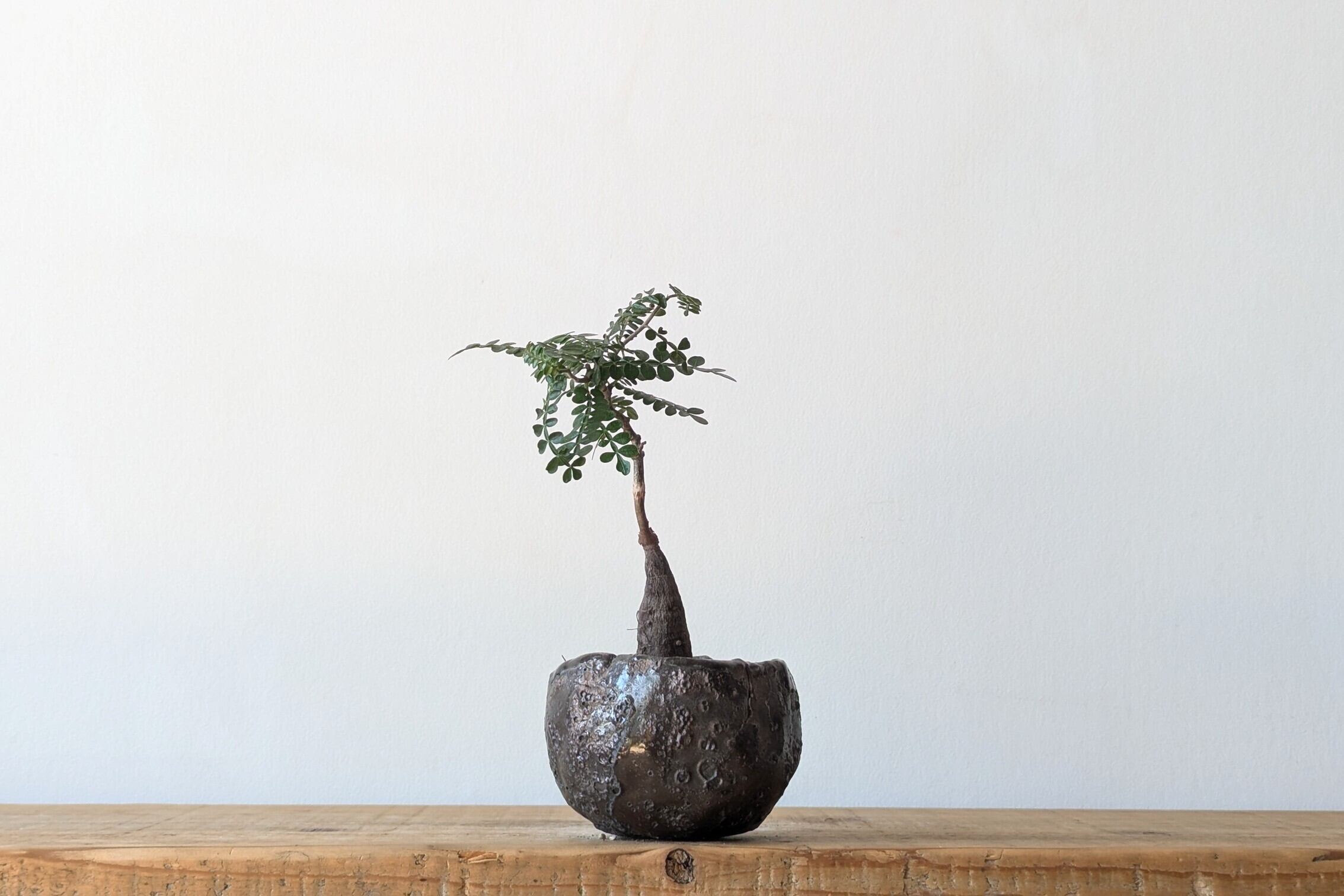Ramat Planter #76 × アガベ チタノタ シーザー Ramat Planter #76 × アガベ チタノタ シーザー