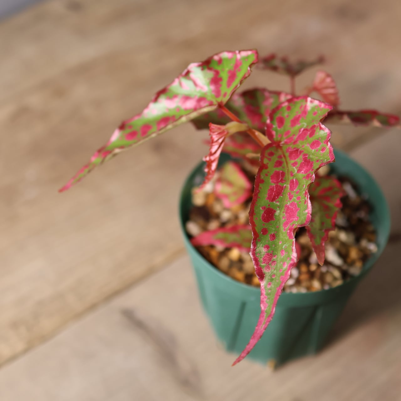 392 斑点と個性が踊る、唯一無二のハイブリッドベゴニア『ベゴニア