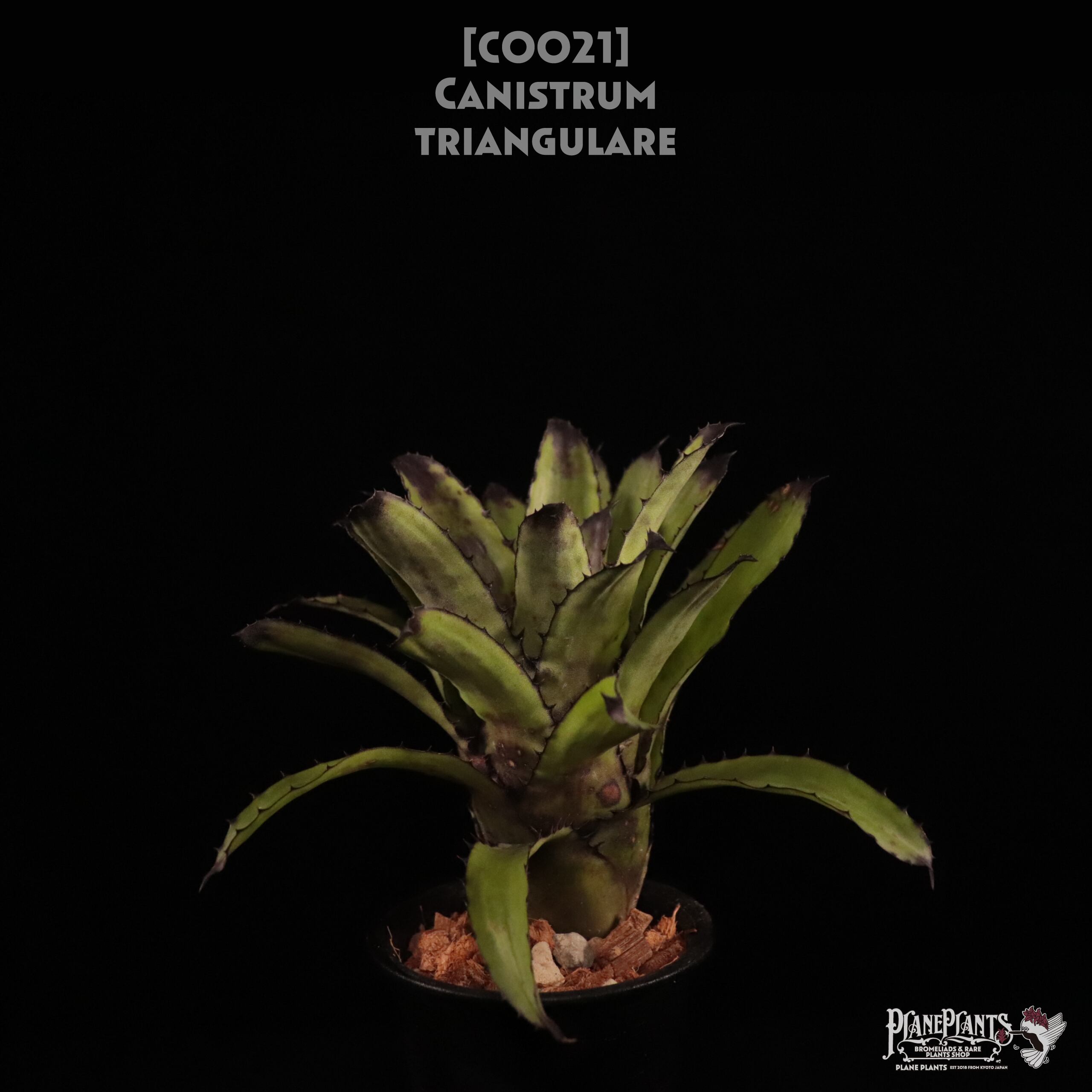 Canistrum | plane plants