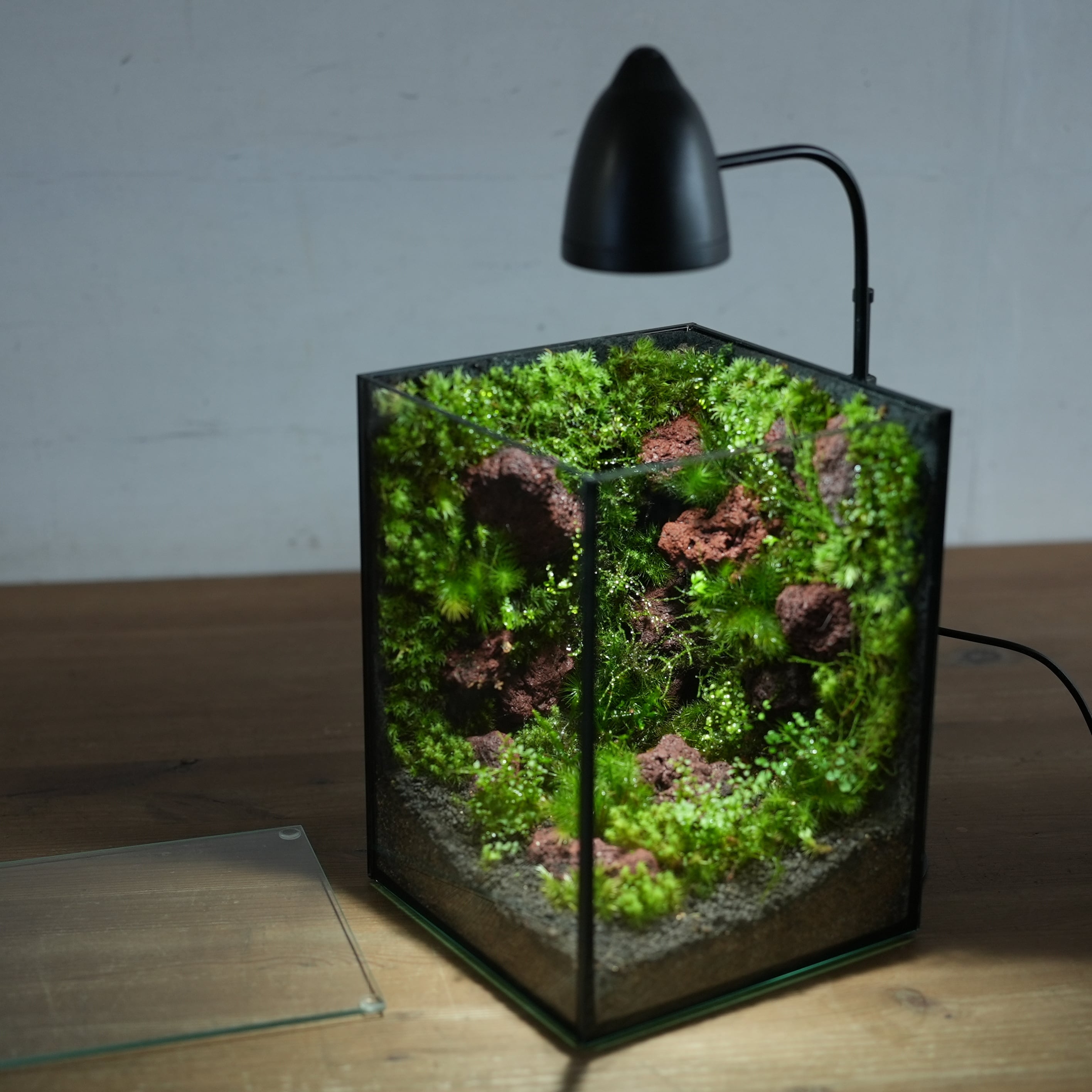 苔テラリウム　⑤ 苔の部屋◇限定作品 5.22#2 | 苔テラリウム専門ショップ道草