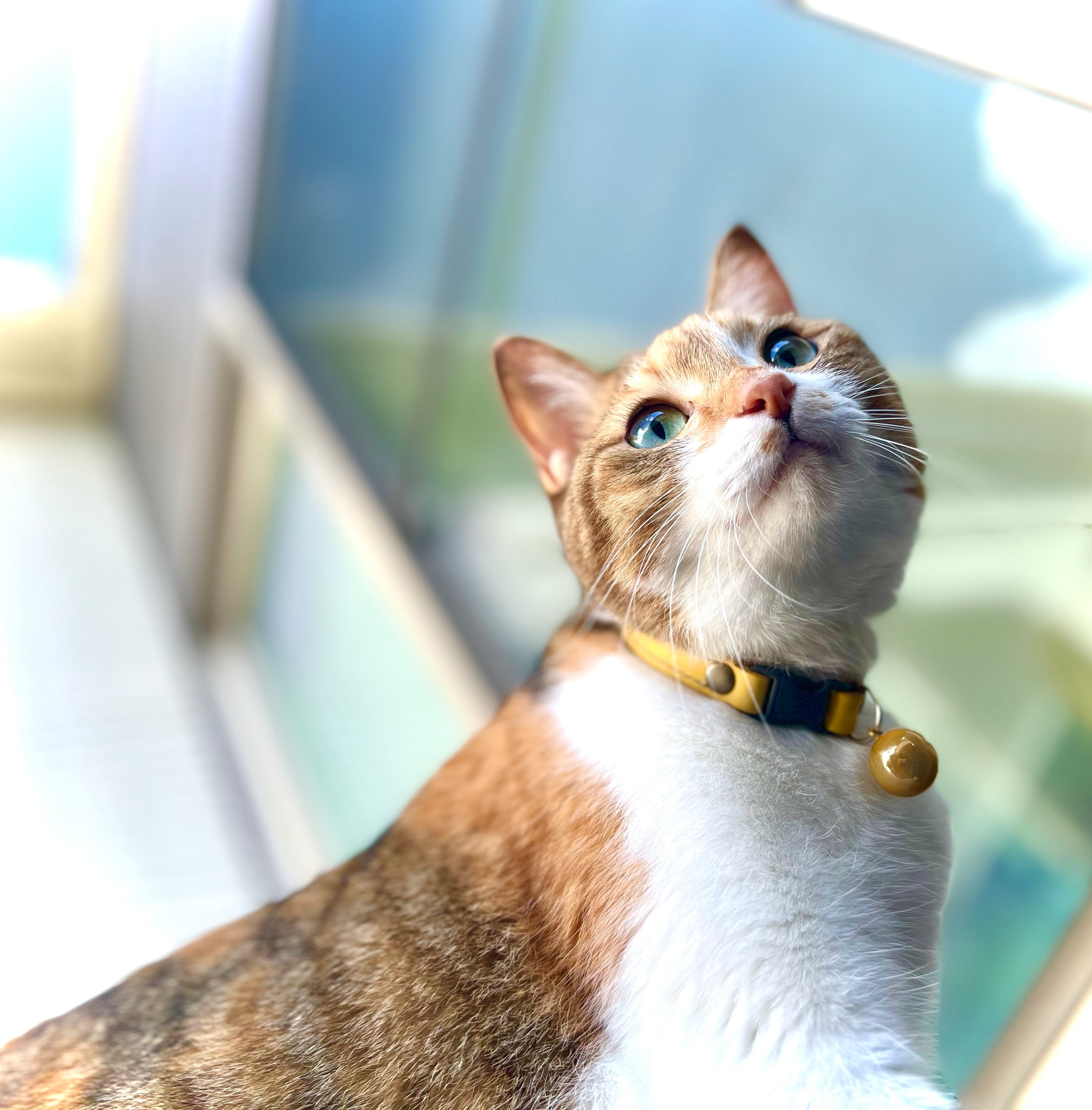 クリームイエローフラワー、短毛シュシュ、わんちゃん猫ちゃん用