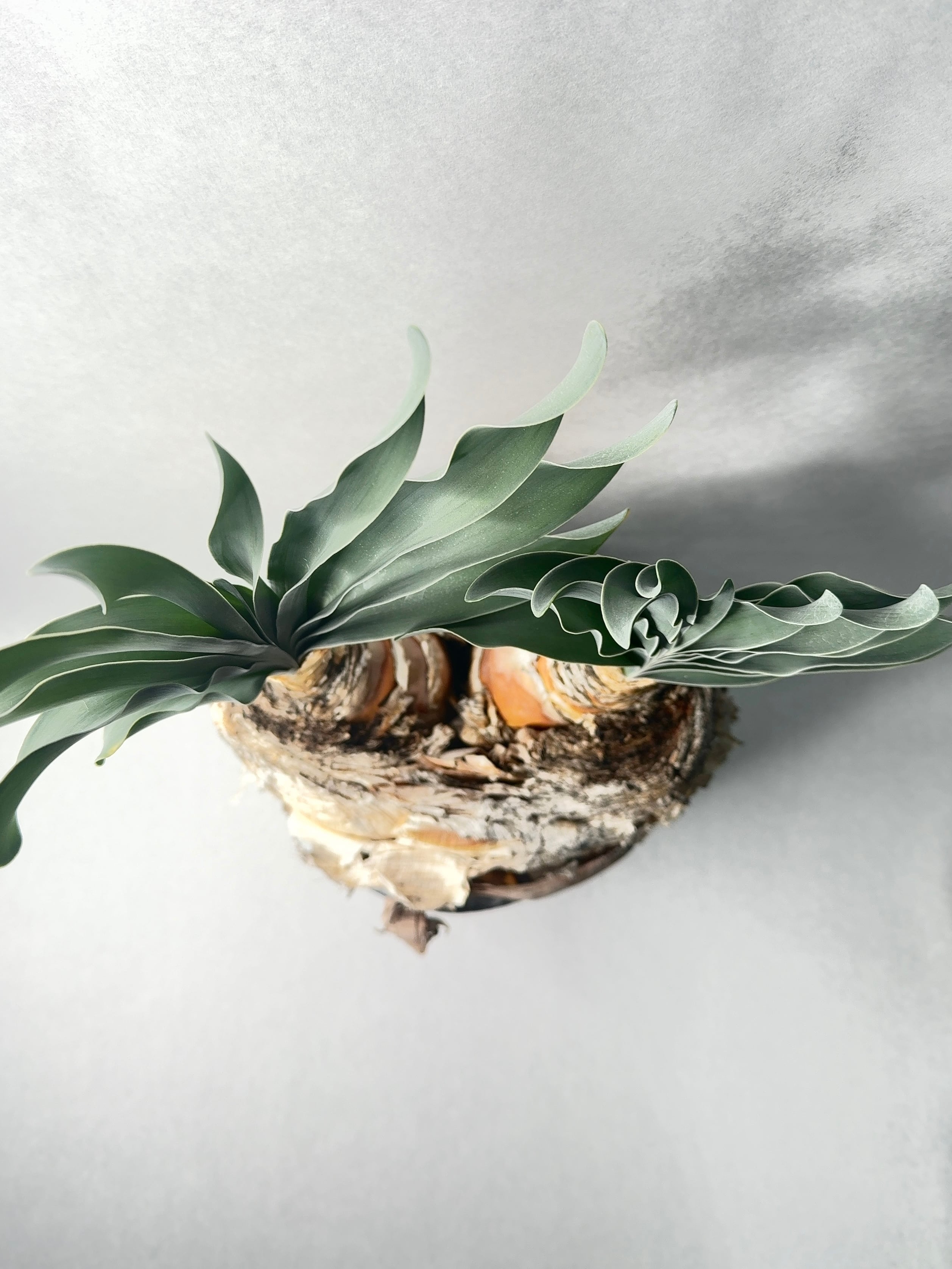 ブーファン・ハエマンソイデス(ダブルヘッド) | trigger