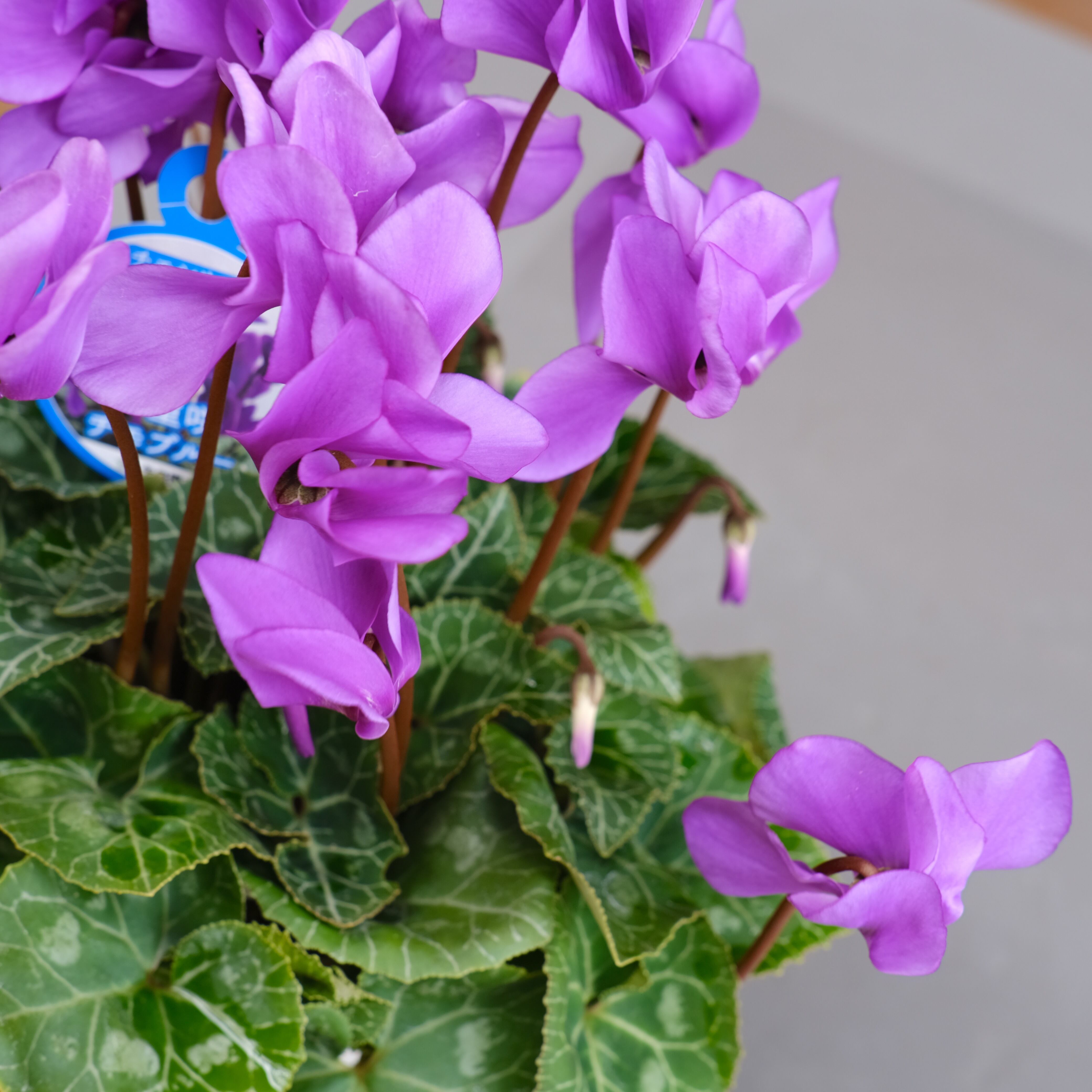 シクラメン チモシリーズ《 ブルー 一重 》 | グリーンギャラリー