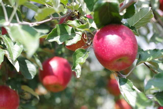 紅玉 ４.５ｋｇ