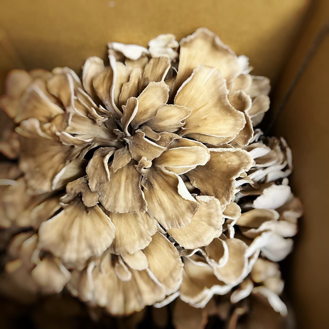 秋のきのこセット（約5〜6種類） | dreamkeinomi