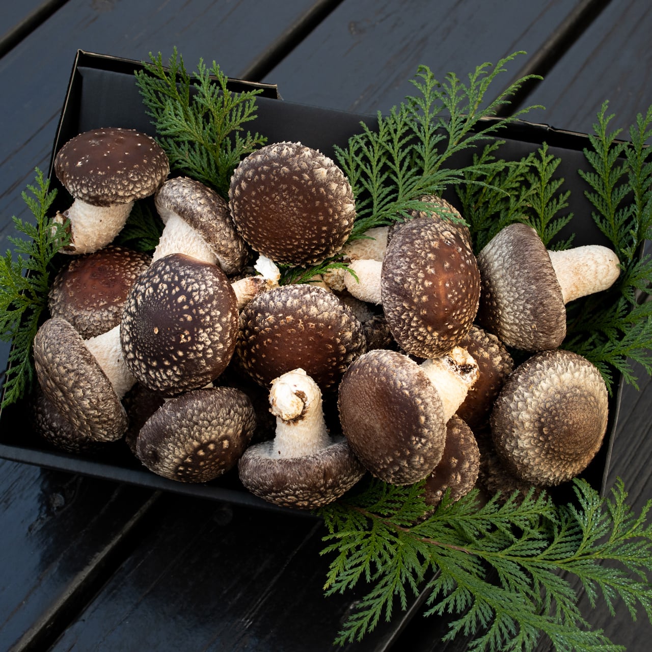 ギフト用 | 佐倉きのこ園ネットショップ